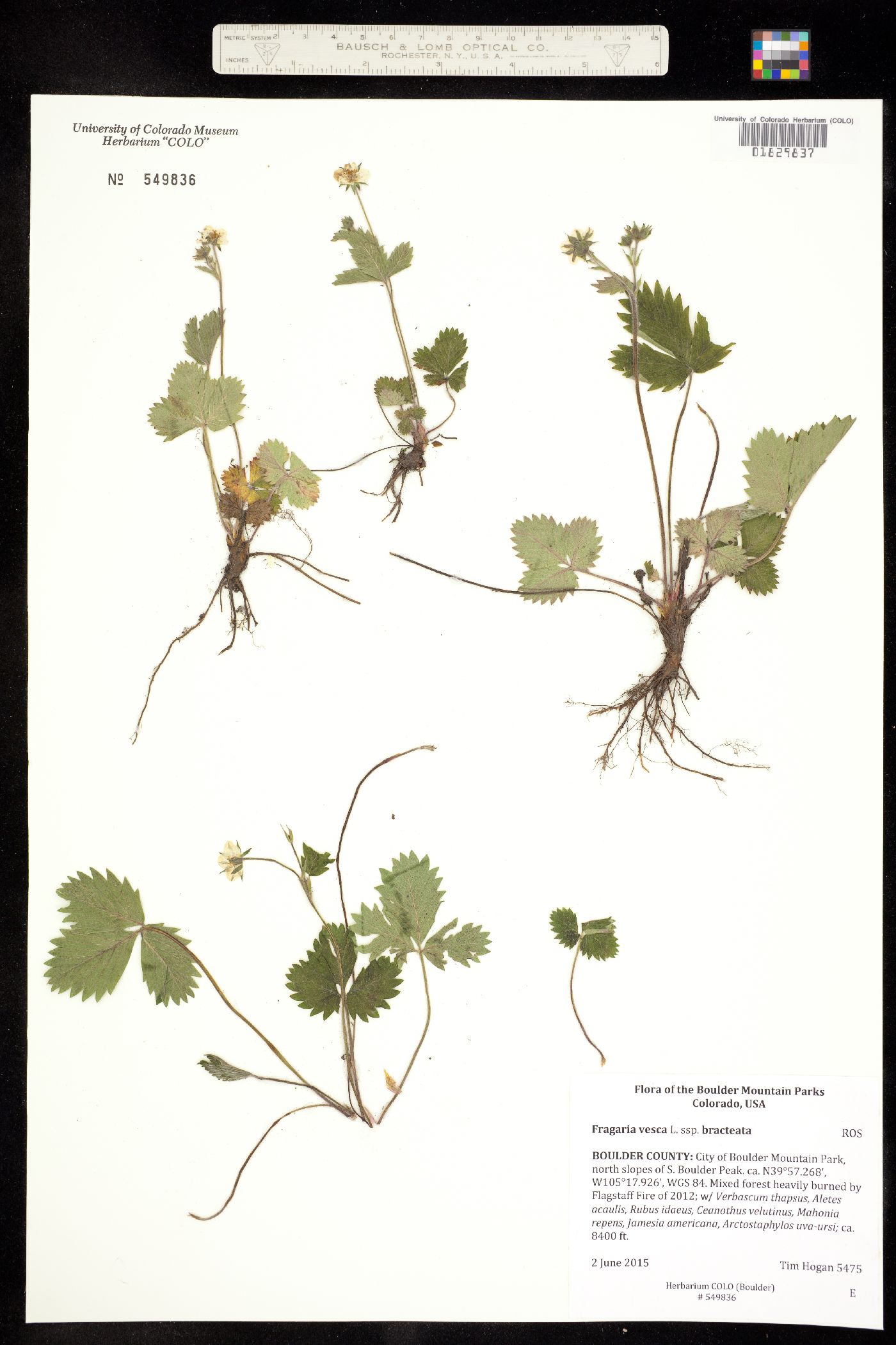 Fragaria vesca ssp. bracteata image