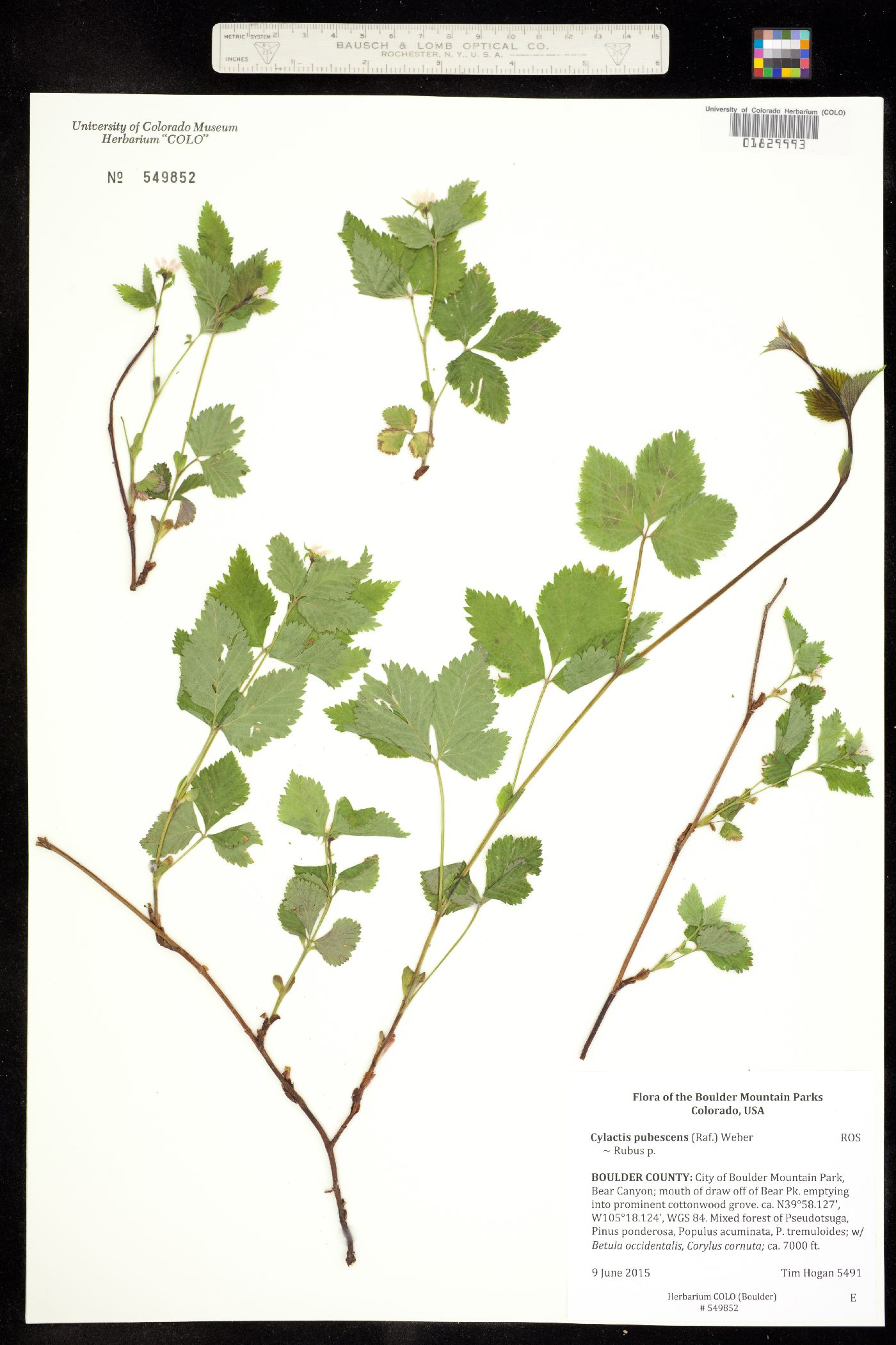Rubus pubescens image
