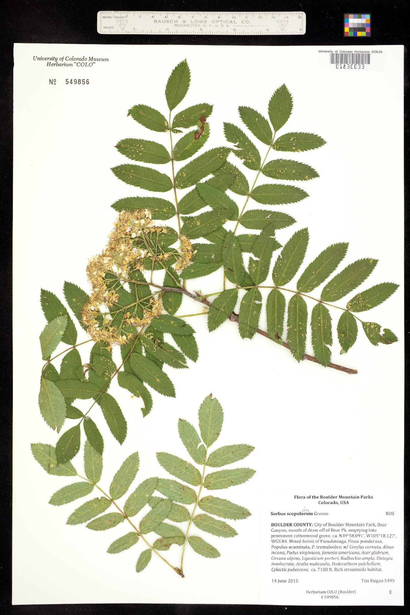 Sorbus scopulina image