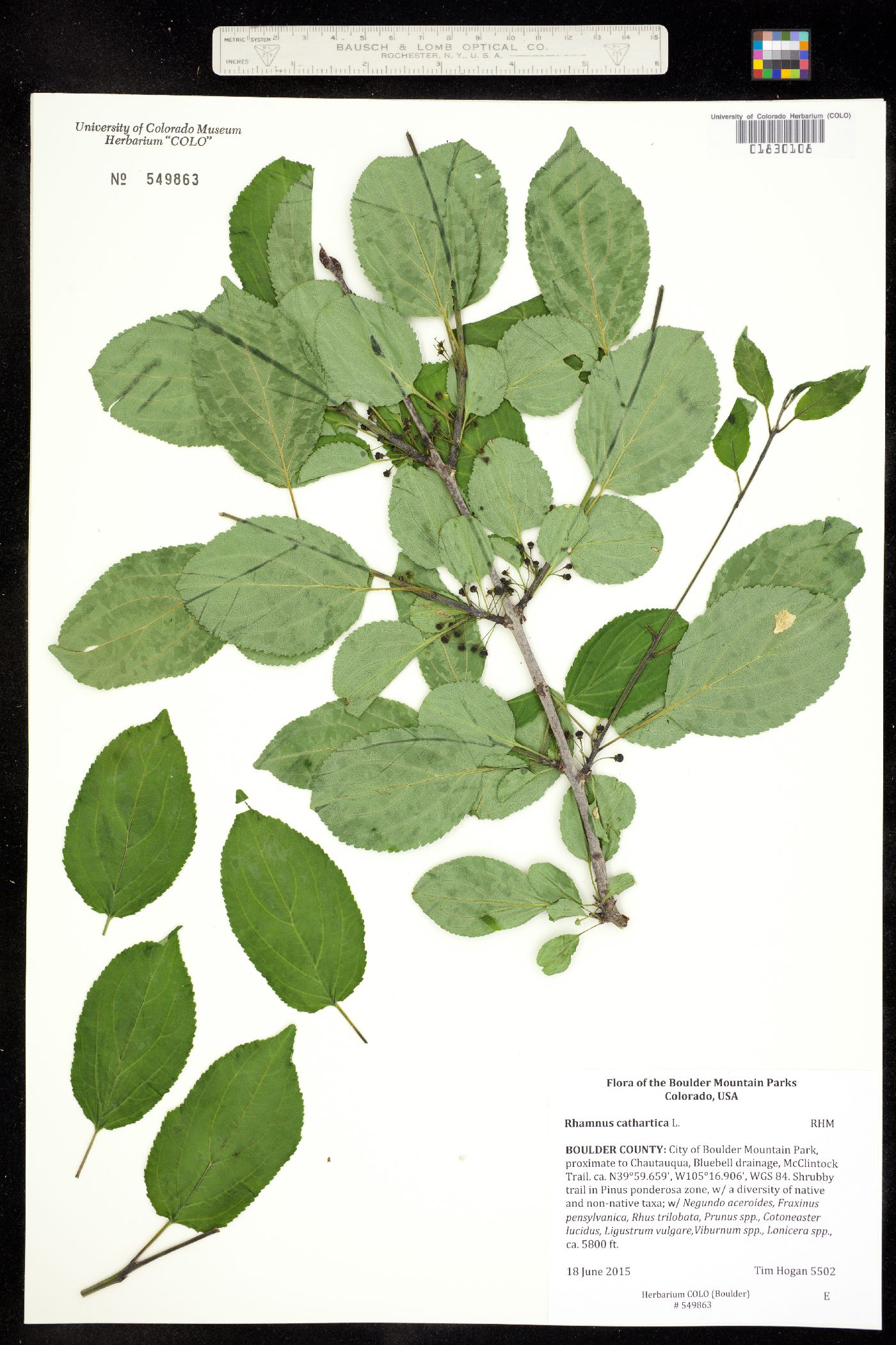 Rhamnus cathartica image