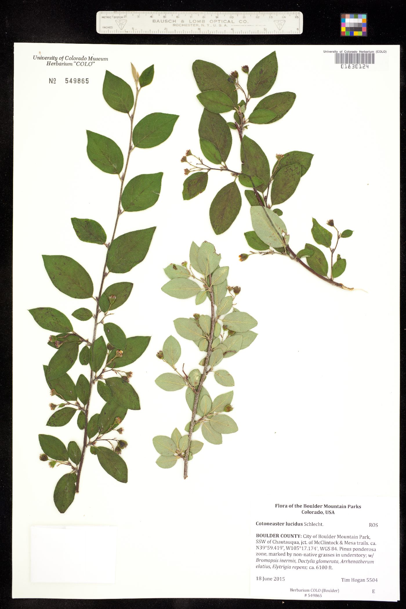 Cotoneaster image
