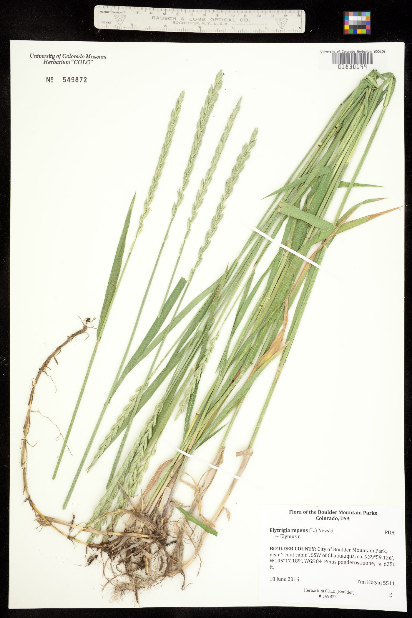 Elytrigia repens image