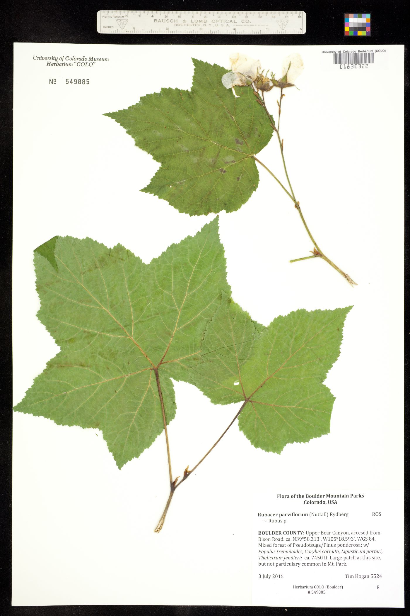Rubus parviflorus image