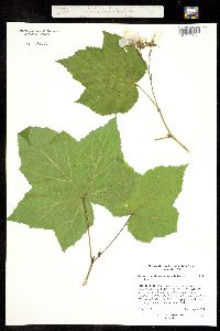 Image of Rubus parviflorus