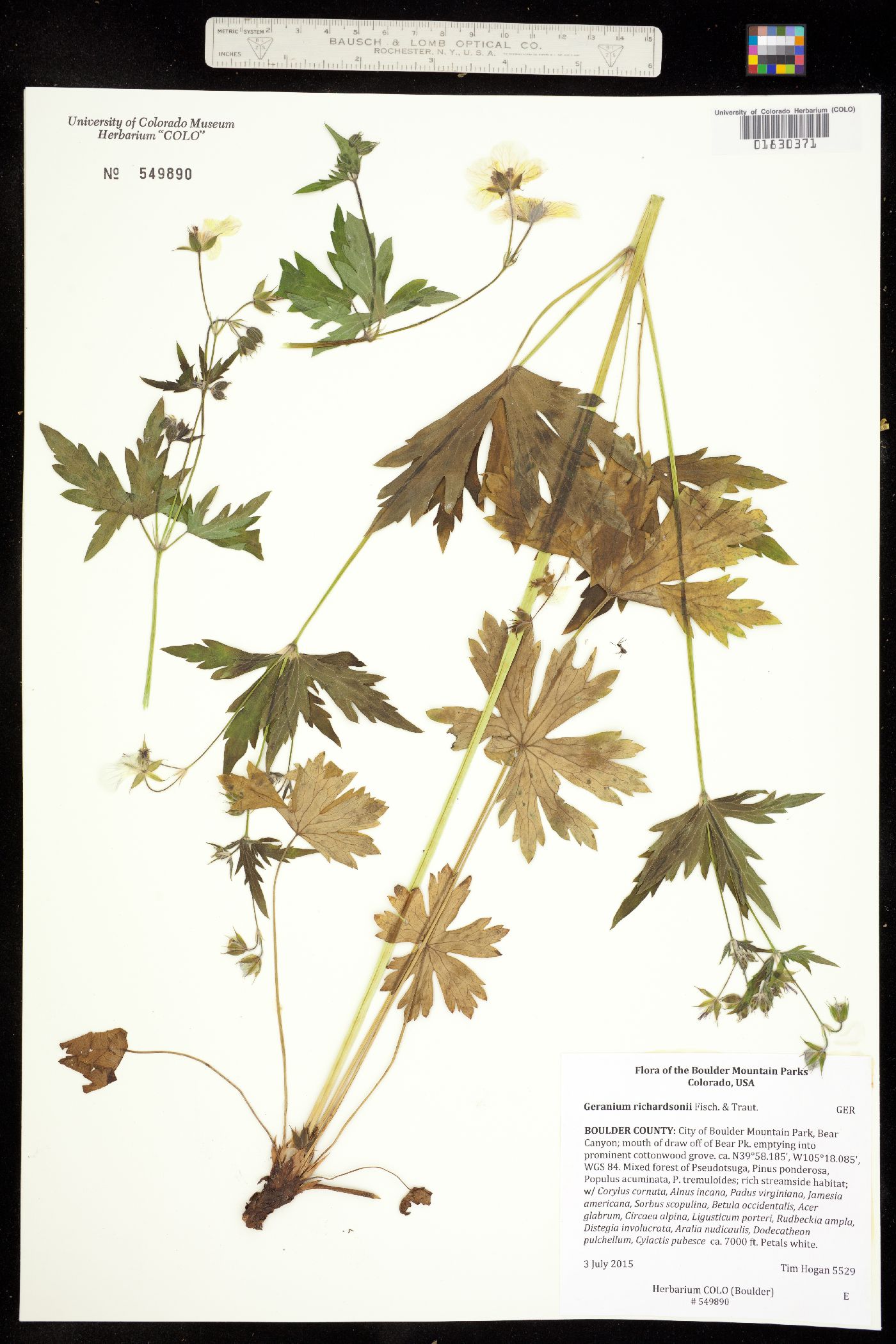 Geranium image