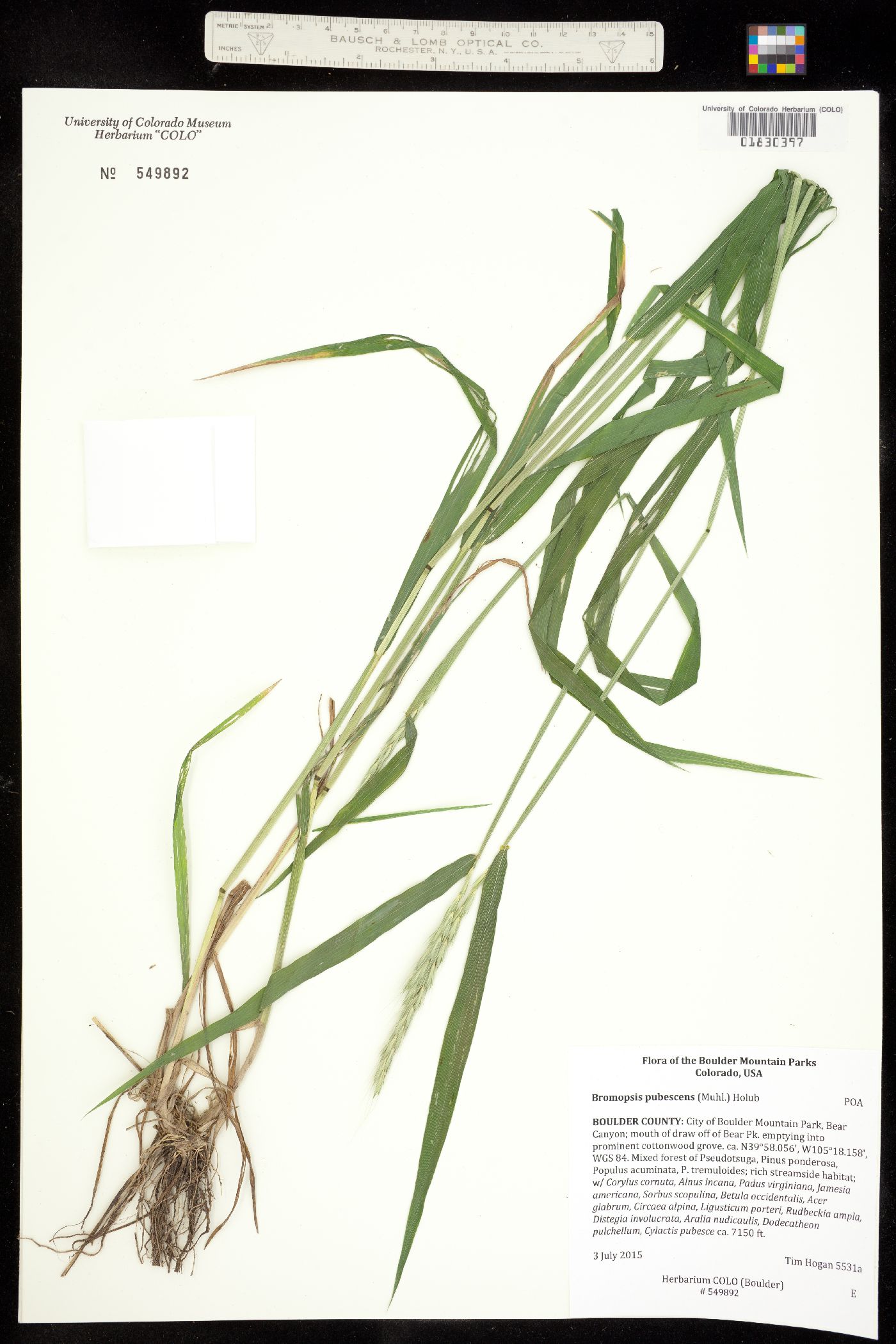 Elymus glaucus image