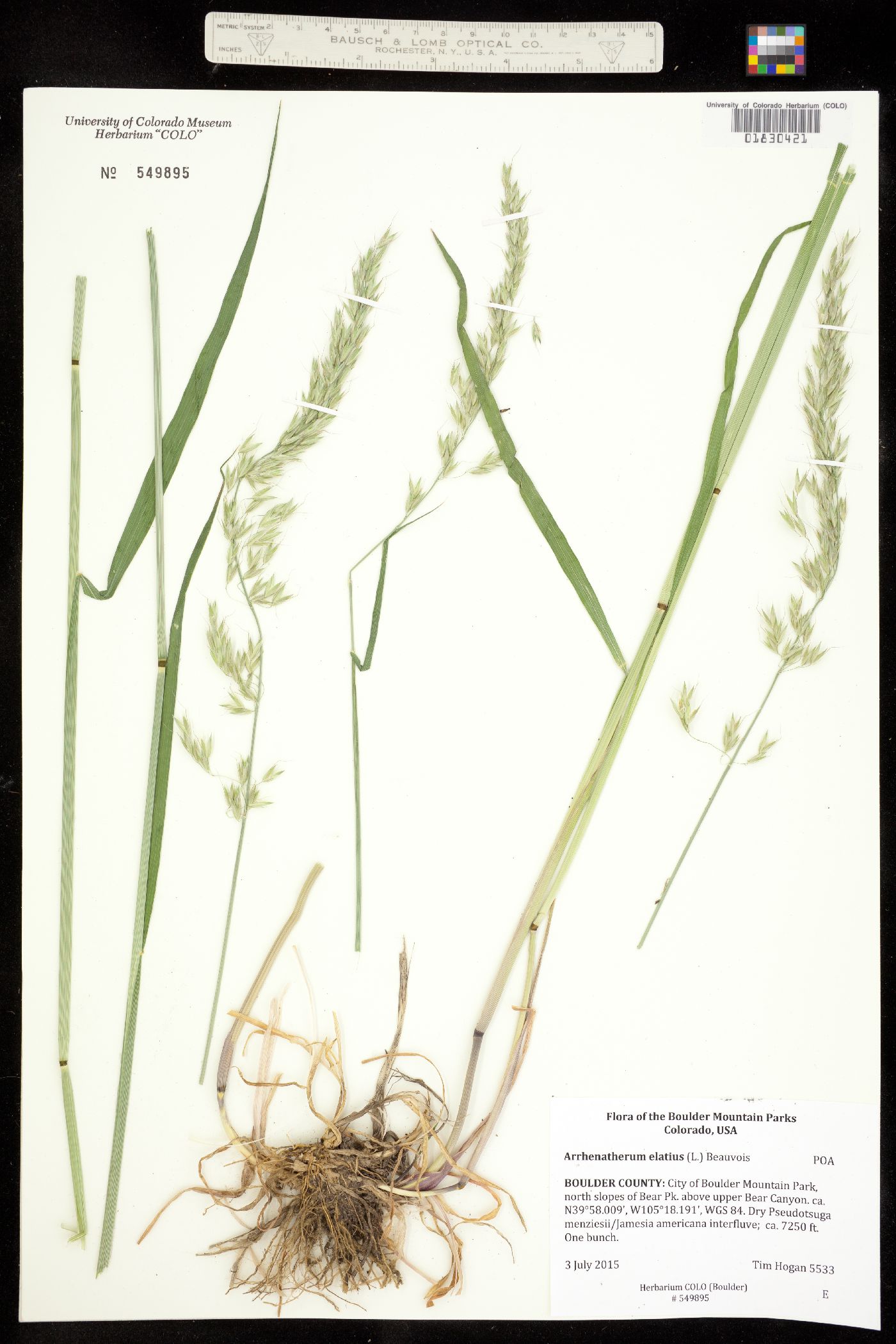 Arrhenatherum elatius image