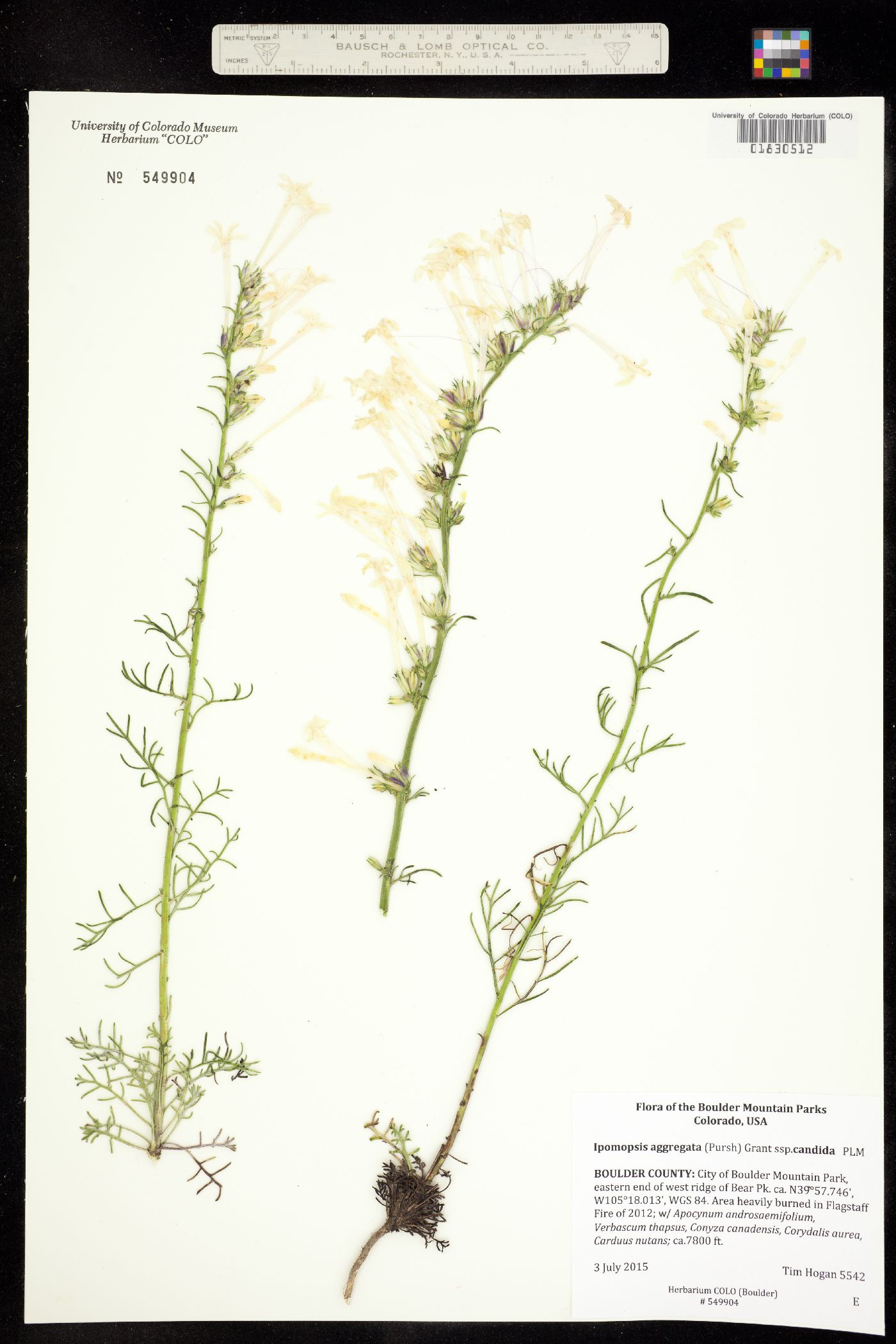 Ipomopsis aggregata ssp. candida image