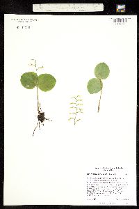 Neottia convallarioides image