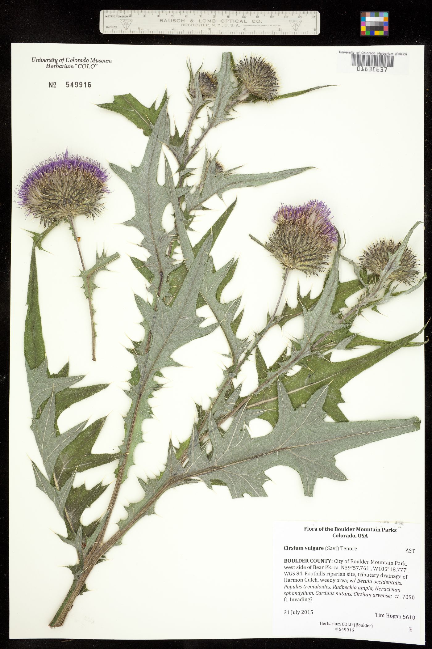 Cirsium vulgare image