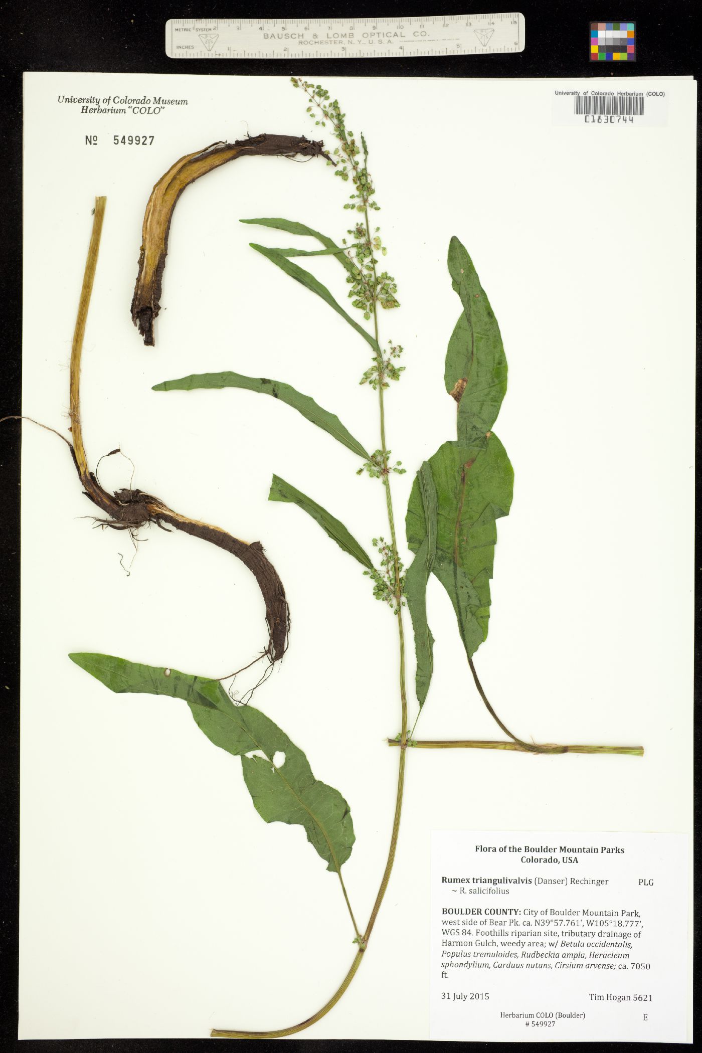 Rumex triangulivalvis image