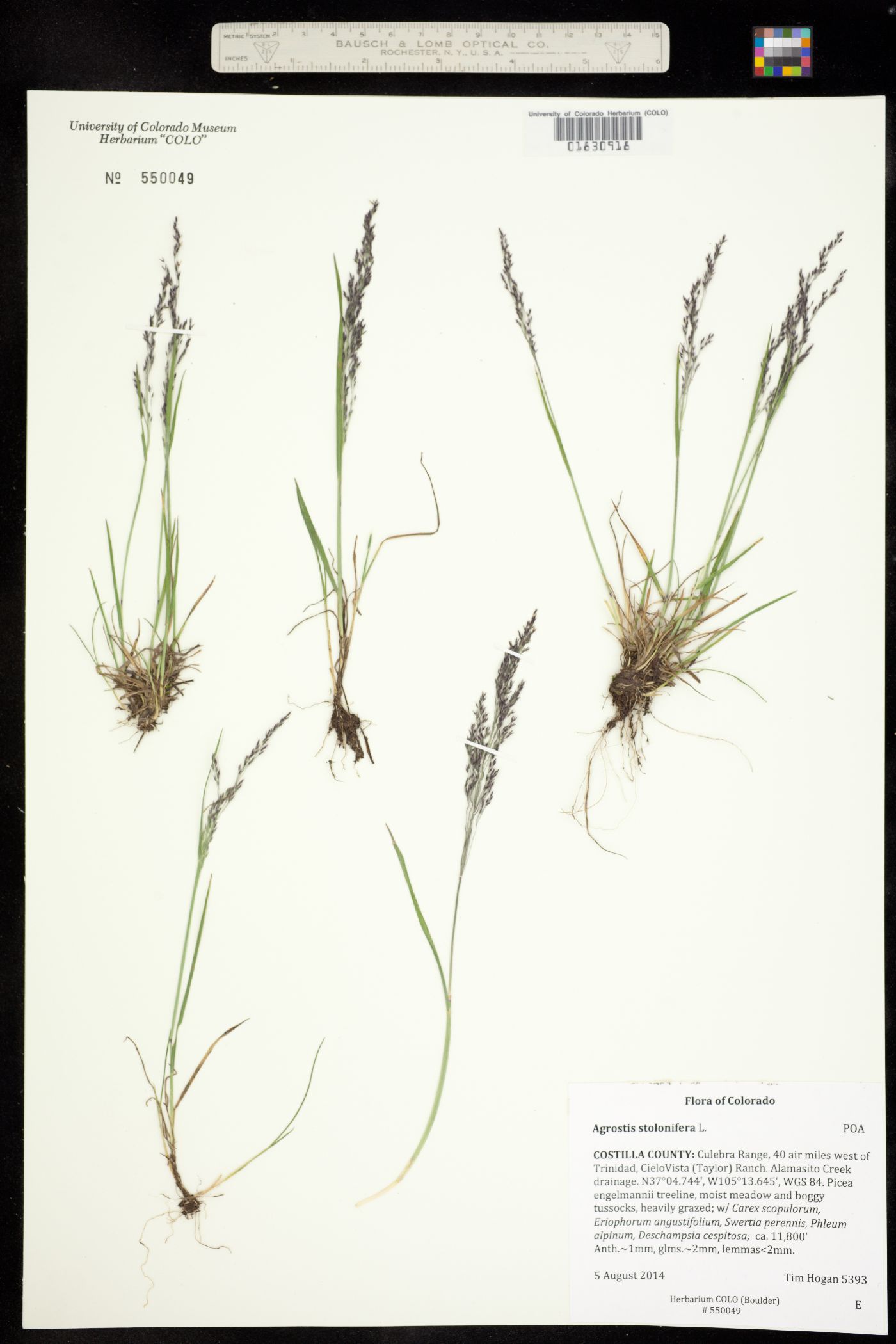 Agrostis stolonifera image