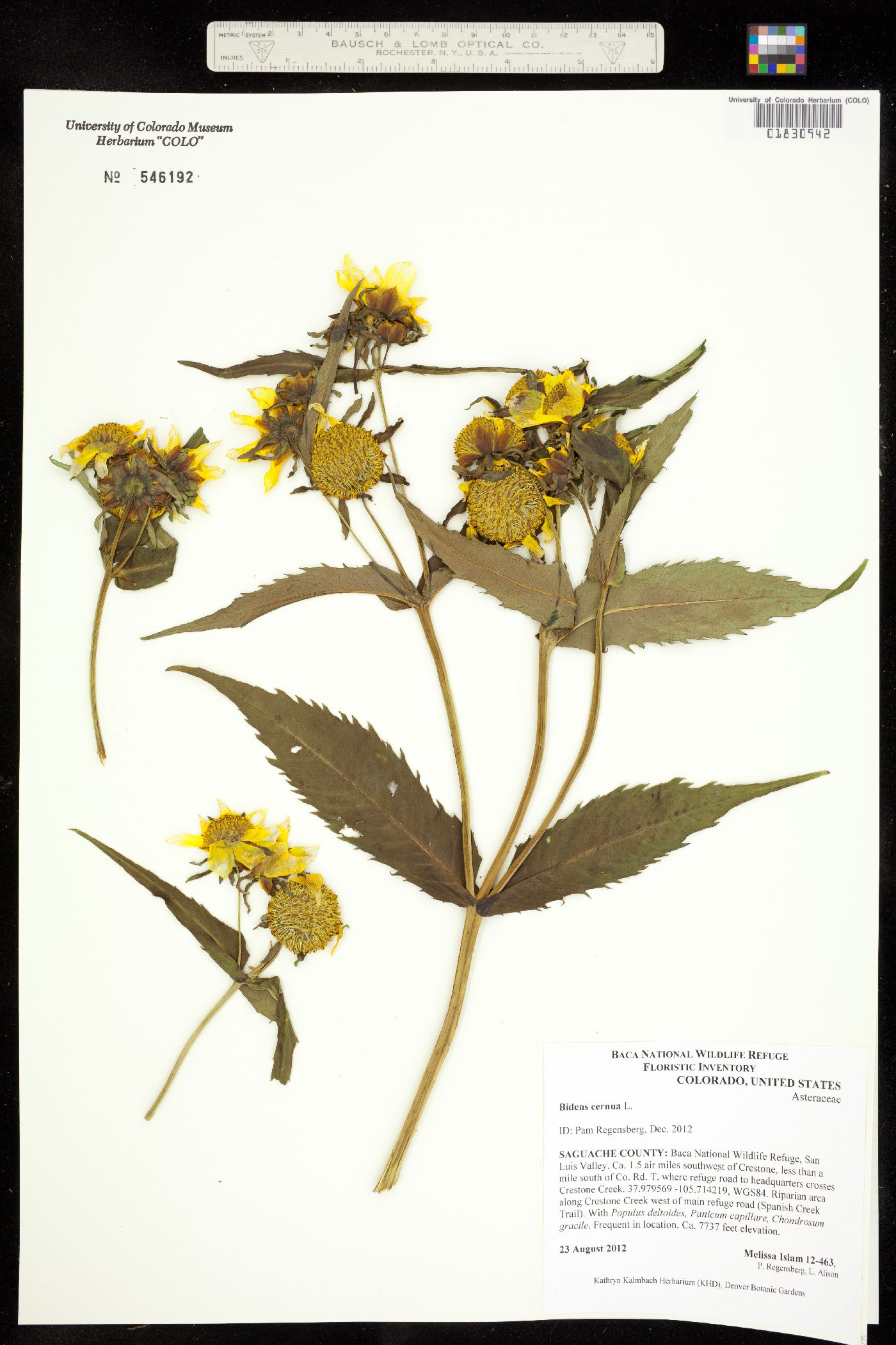 Bidens image