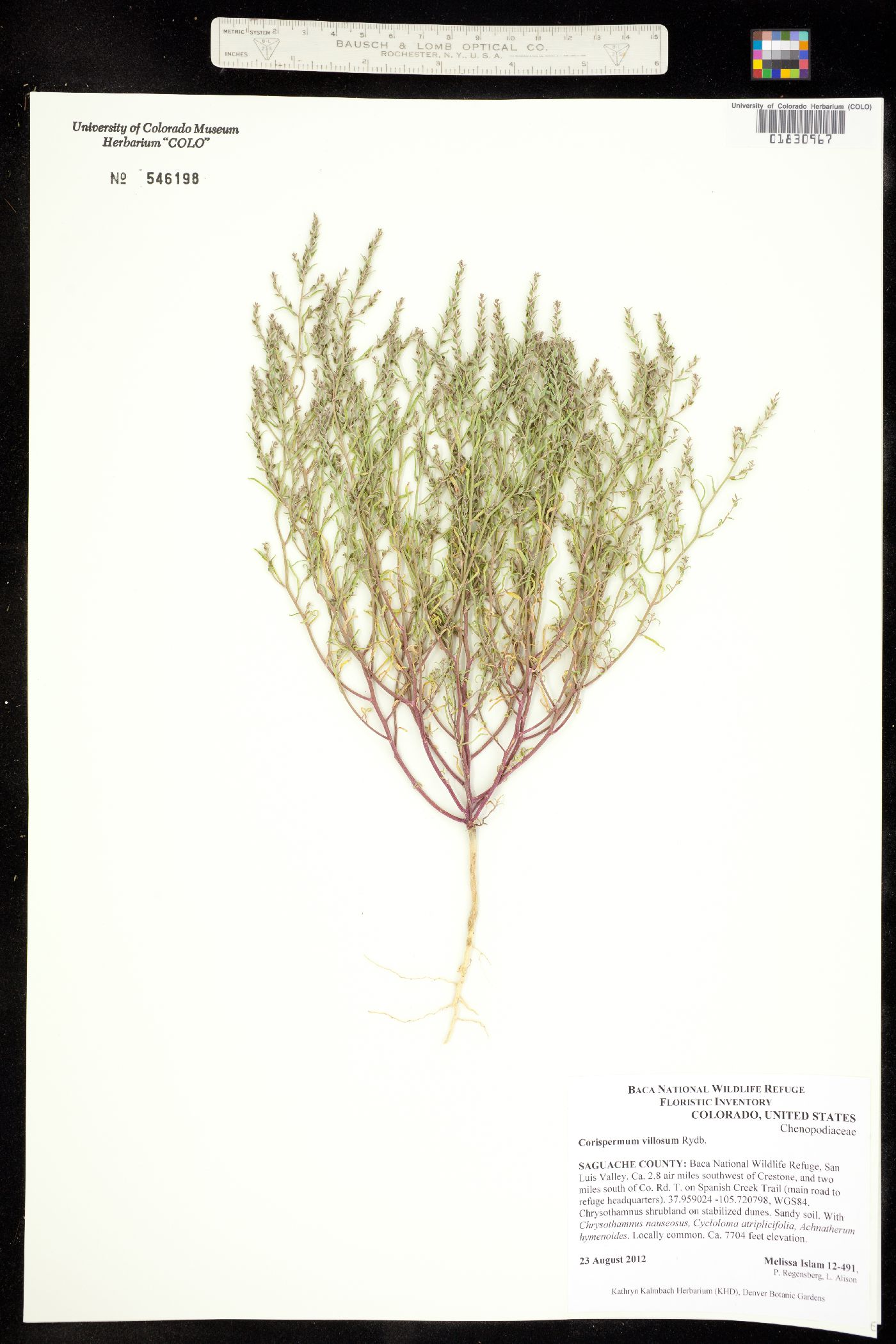 Corispermum villosum image