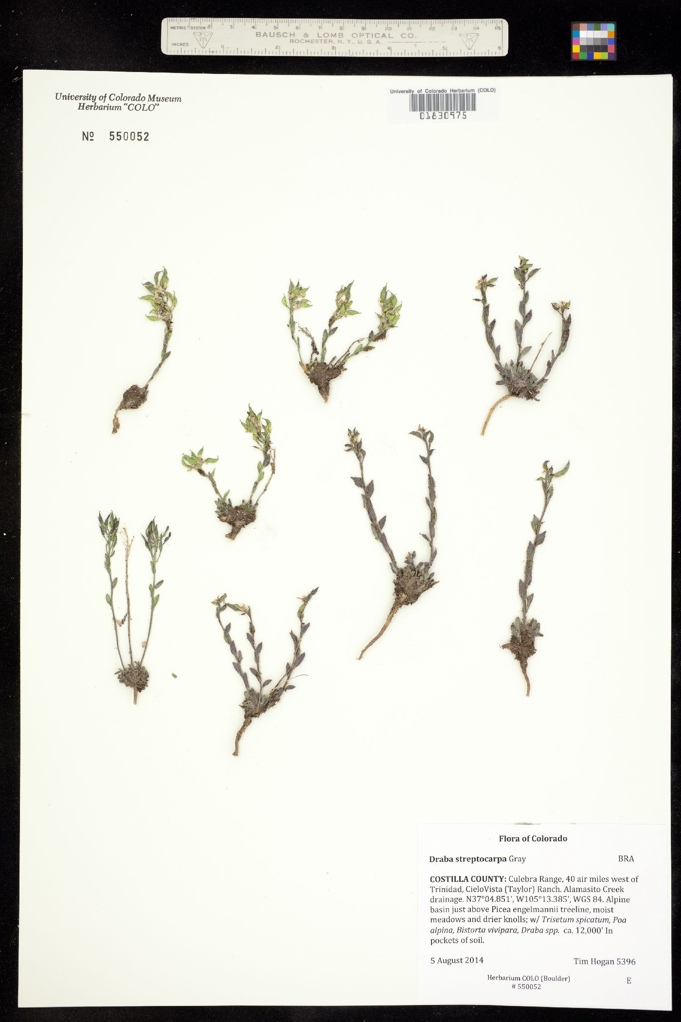 Draba streptocarpa image