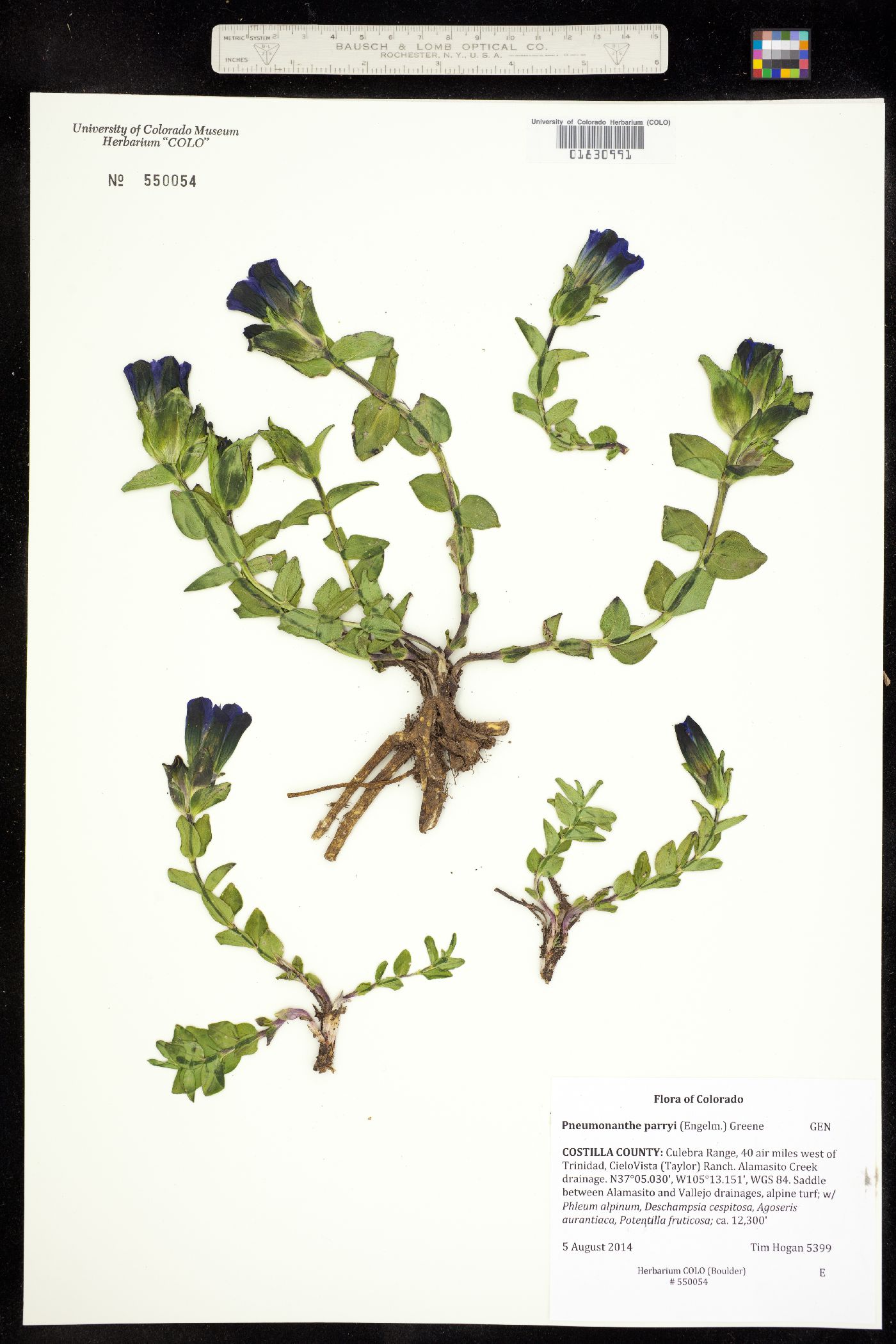 Gentianaceae image