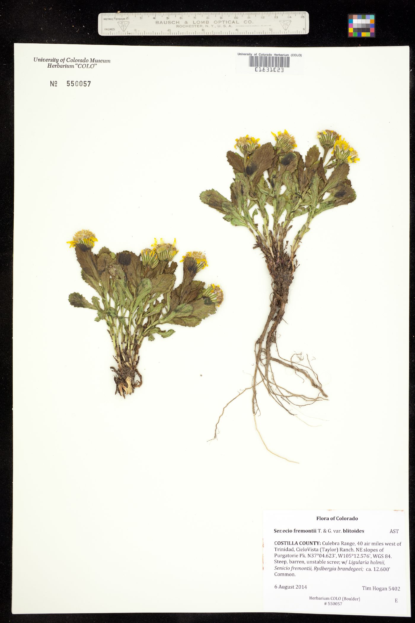 Senecio fremontii var. blitoides image