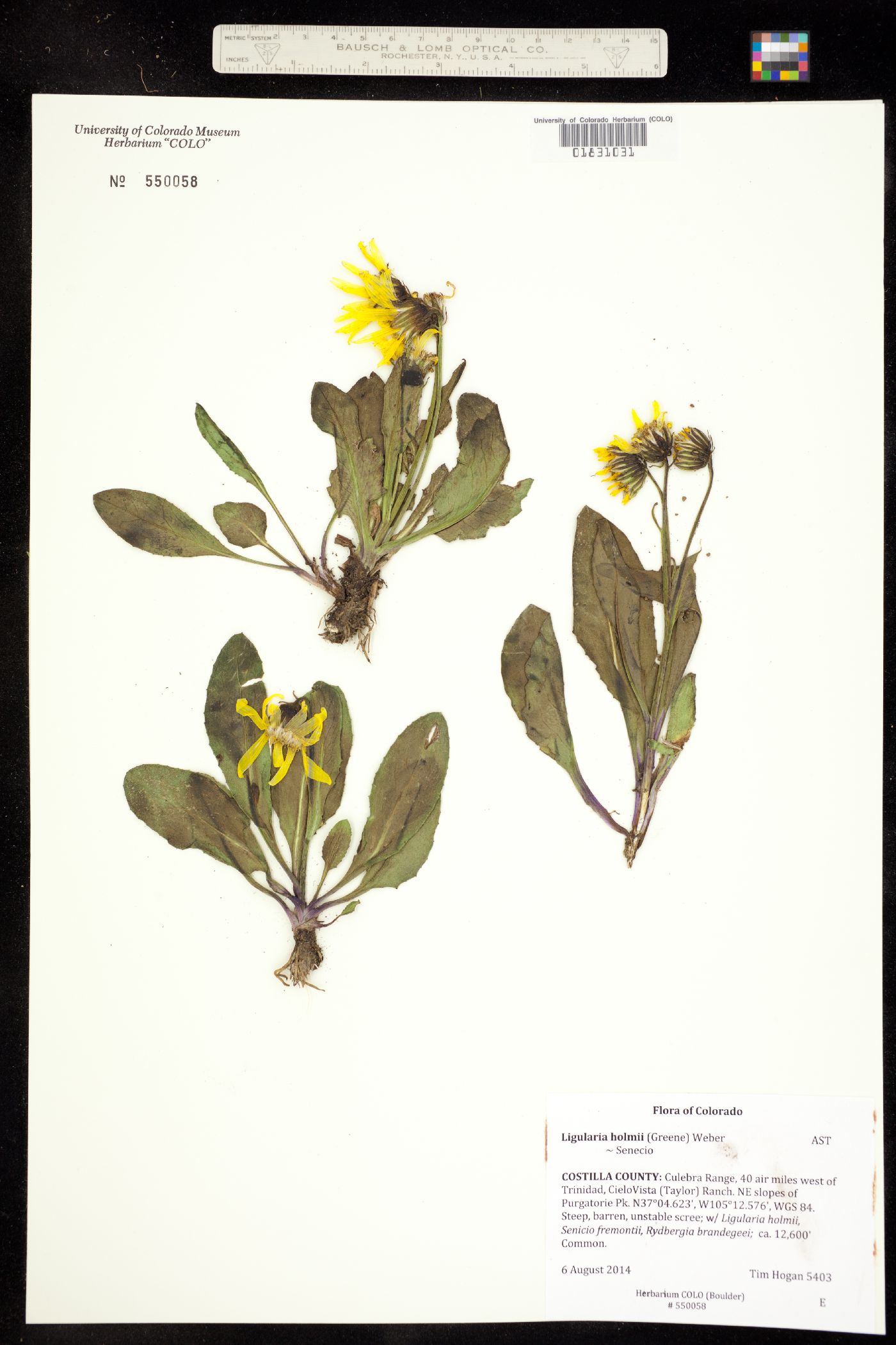 Ligularia holmii image