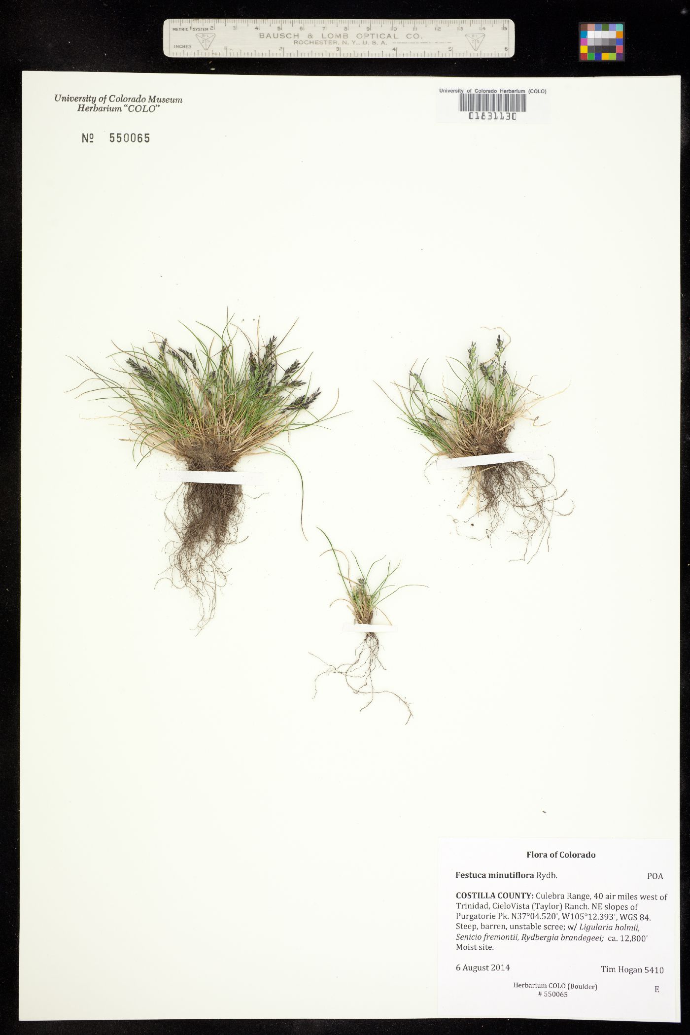 Festuca minutiflora image