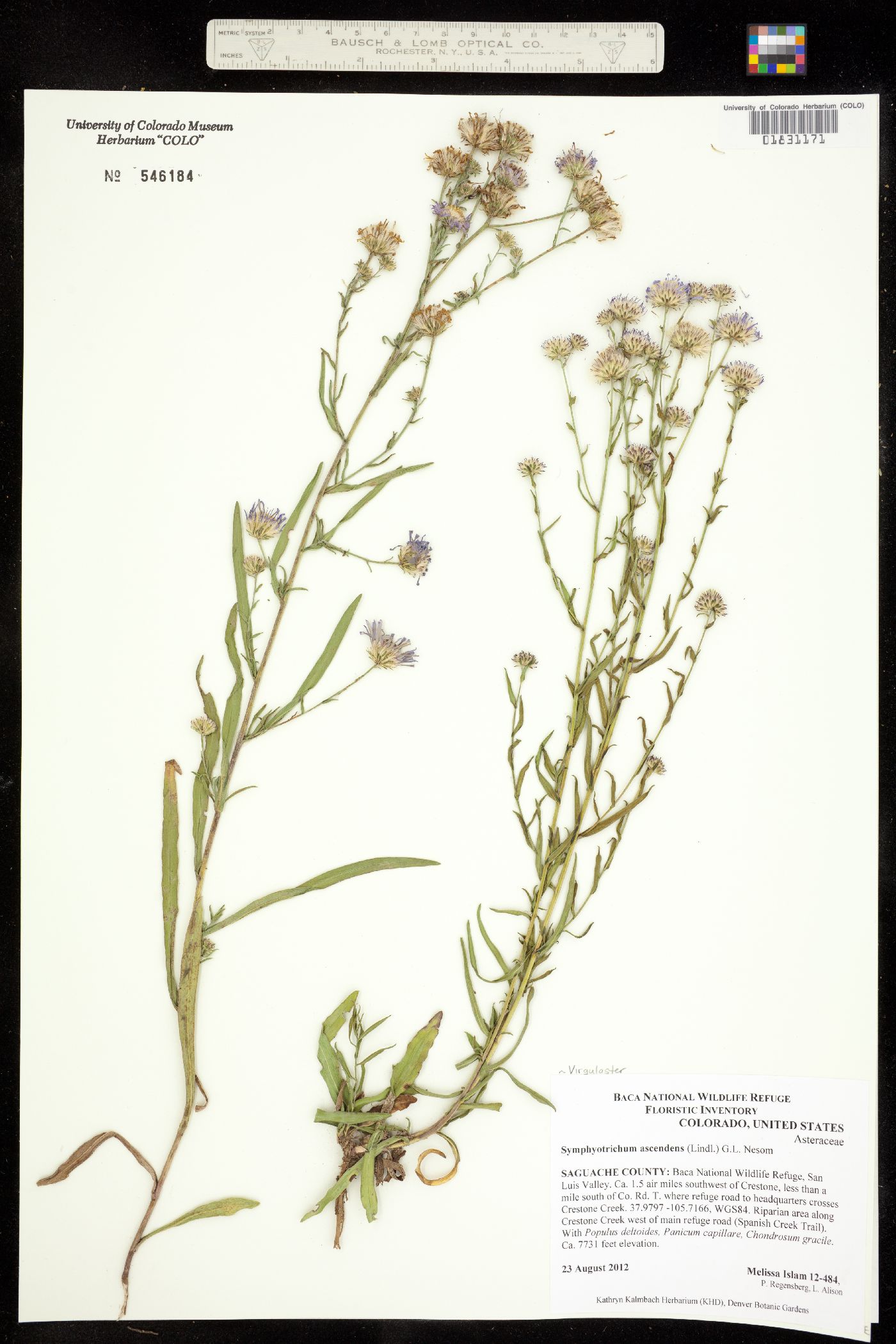 Symphyotrichum ascendens image