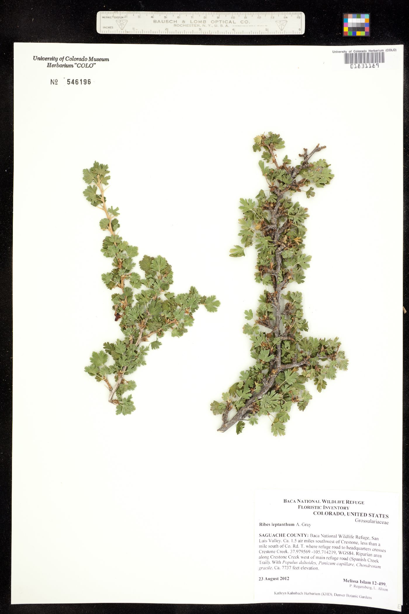 Ribes leptanthum image