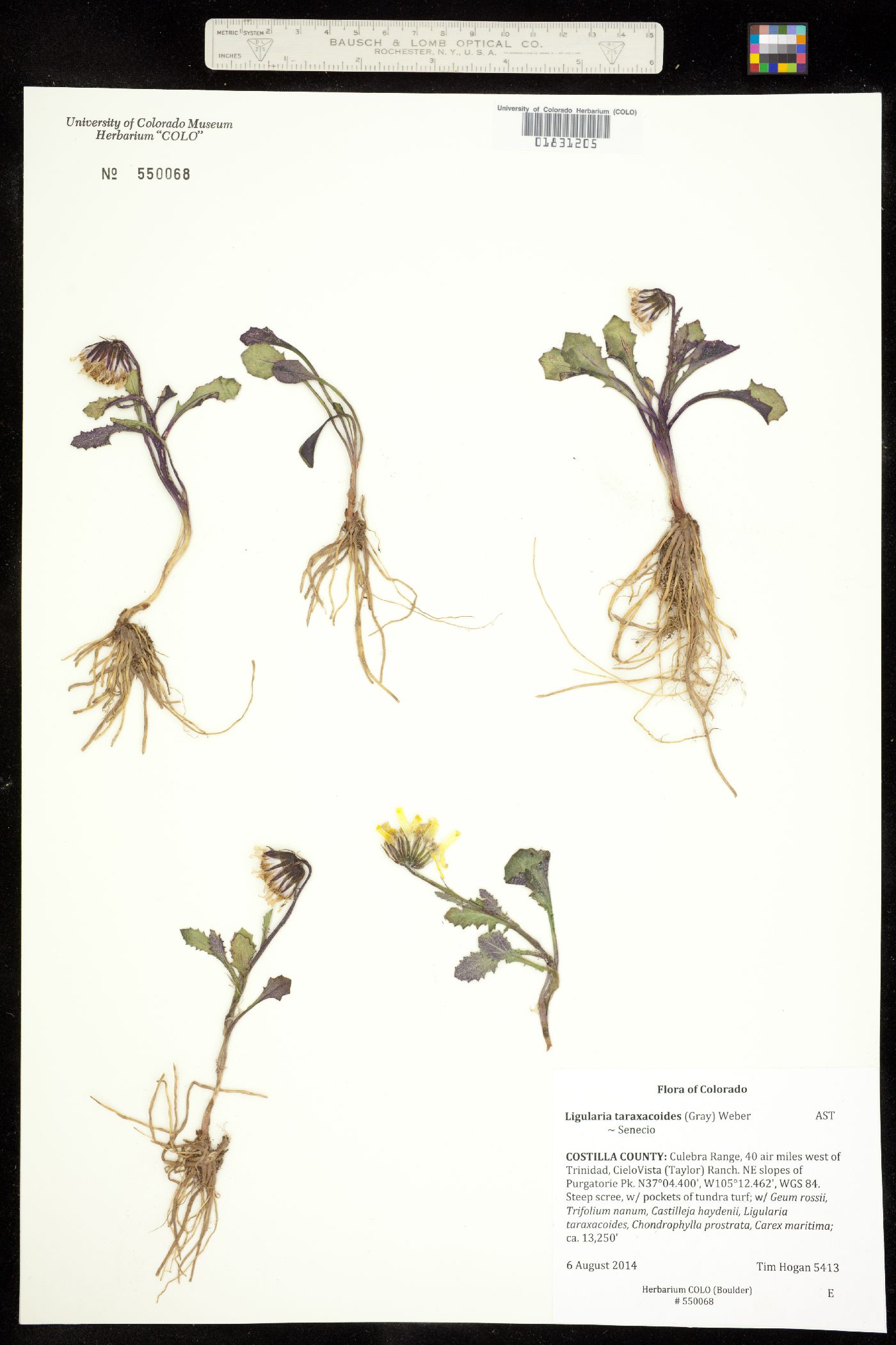 Senecio taraxacoides image