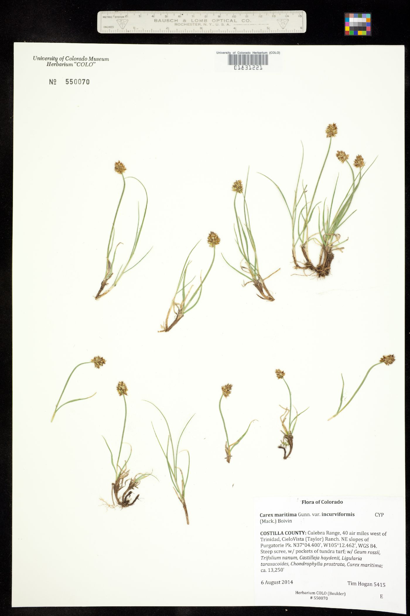 Carex maritima var. incurviformis image