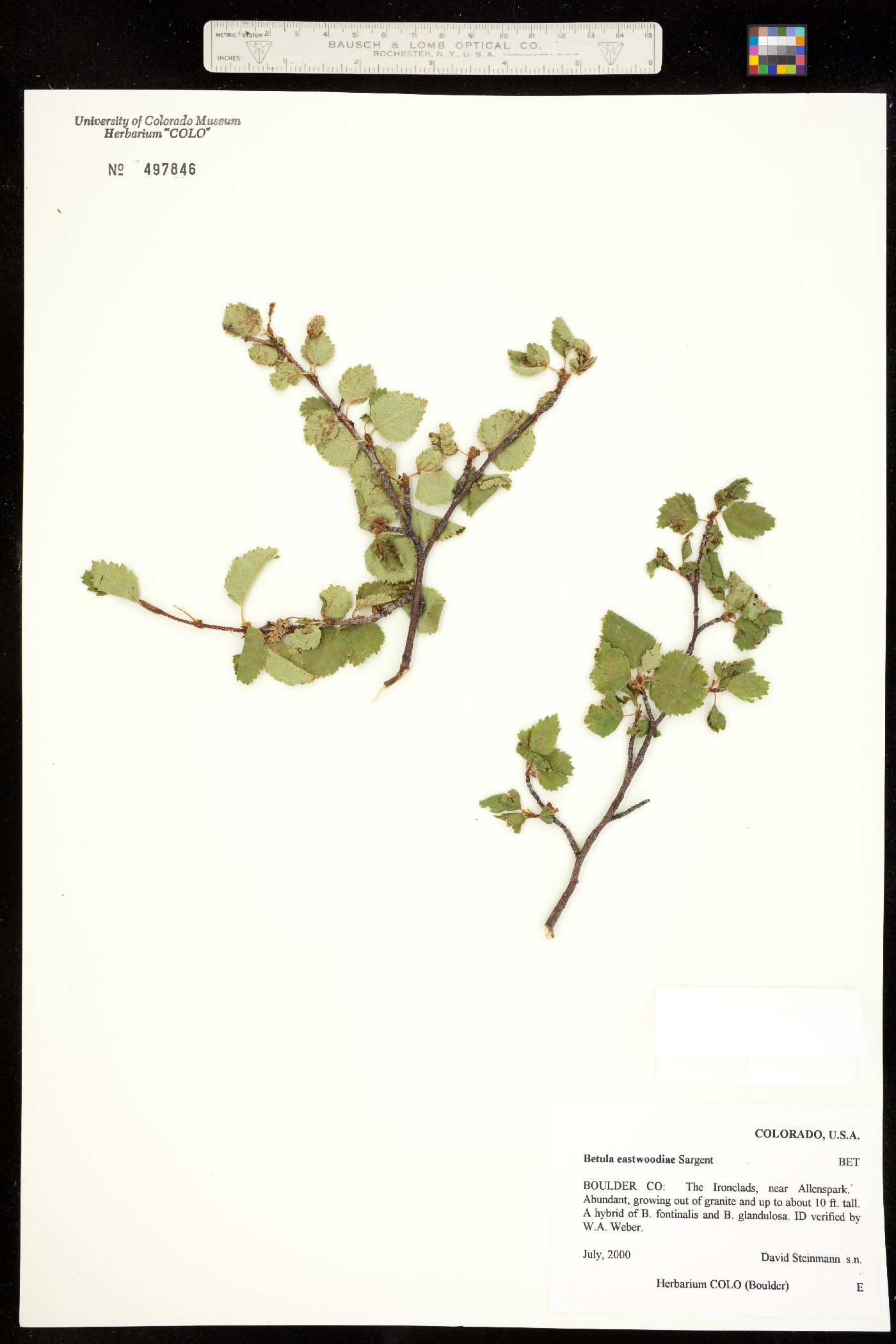 Betula x eastwoodiae image
