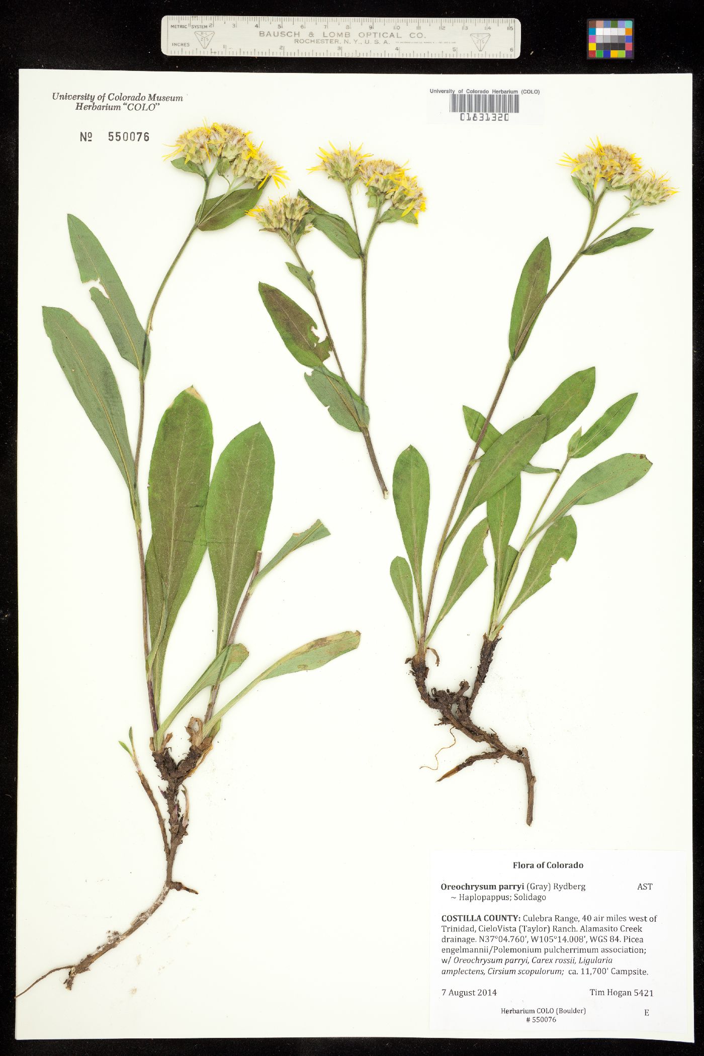Oreochrysum parryi image