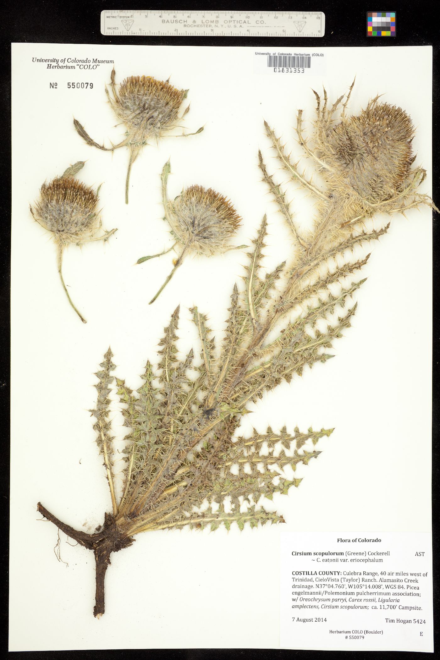 Cirsium eatonii var. eriocephalum image