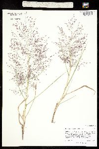 Eragrostis trichodes image