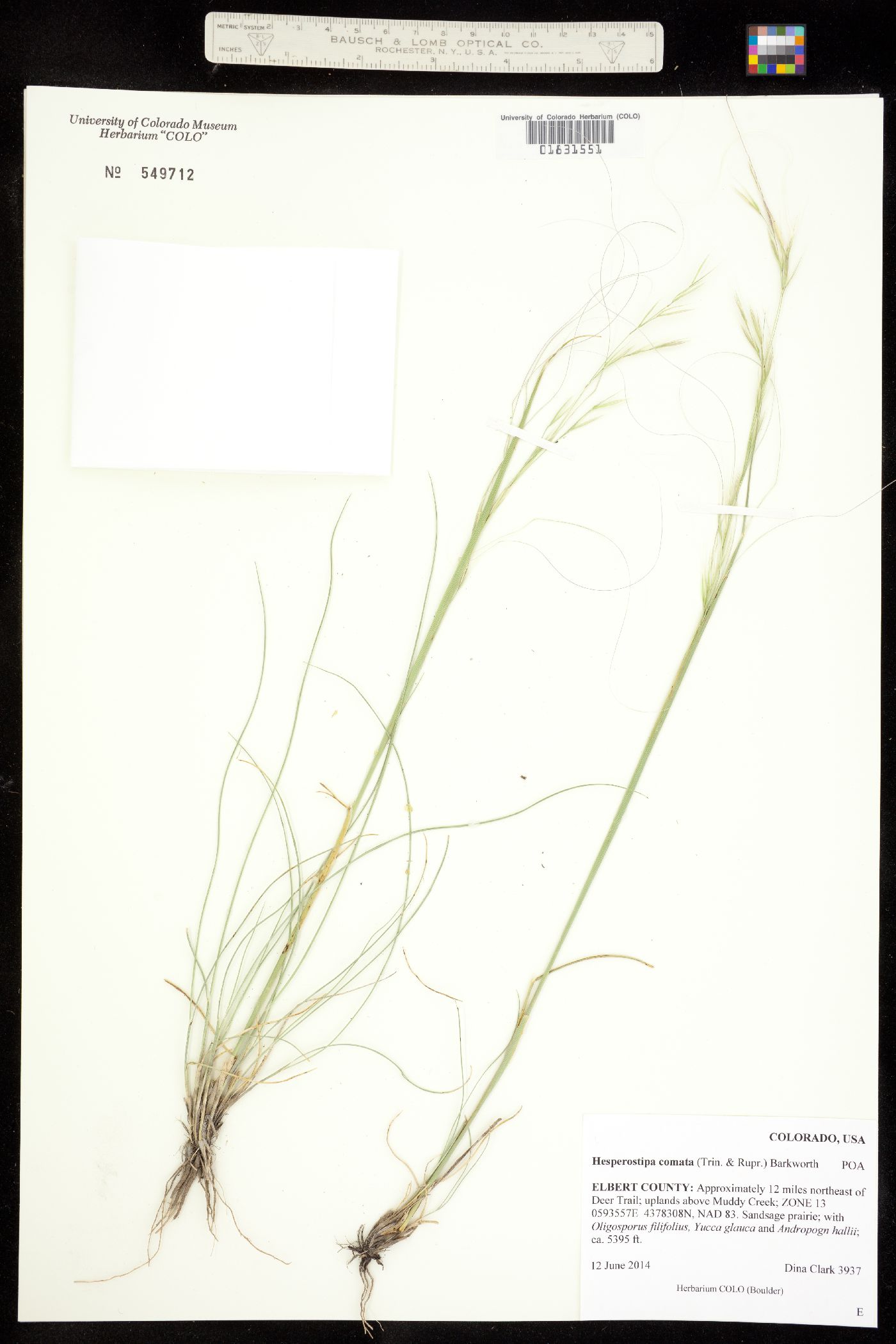 Hesperostipa comata image