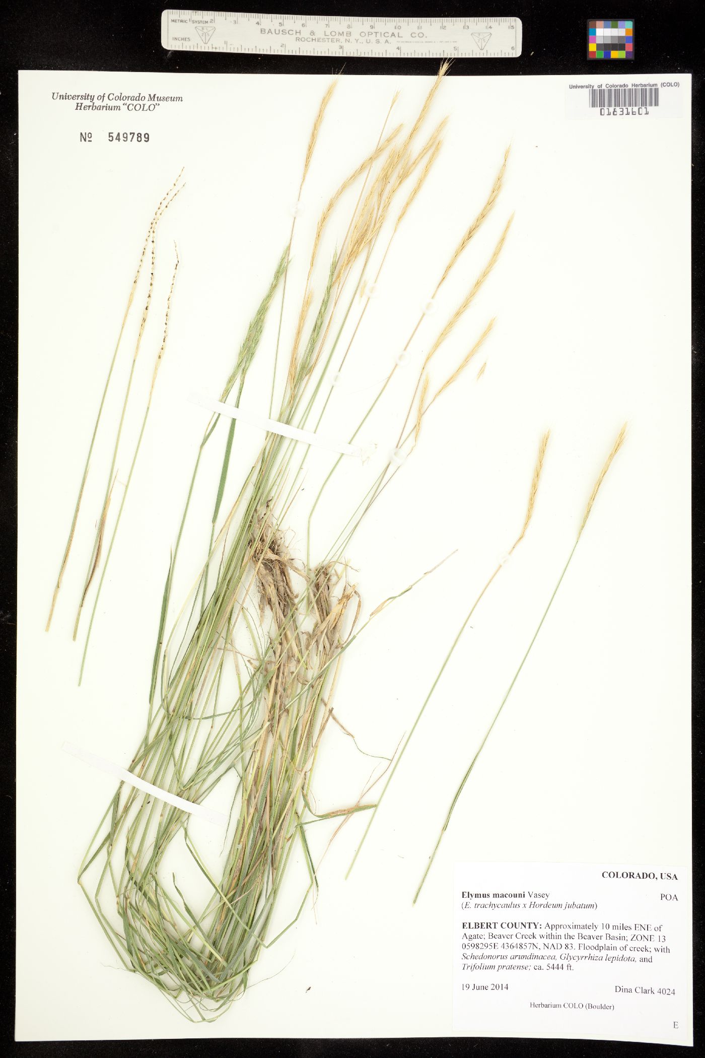 X Elyhordeum image