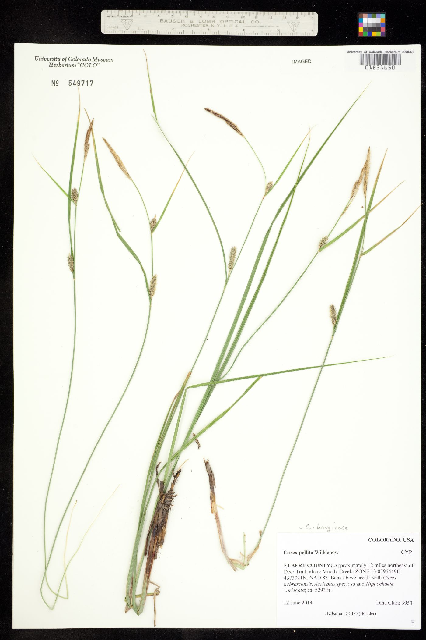 Carex lanuginosa image