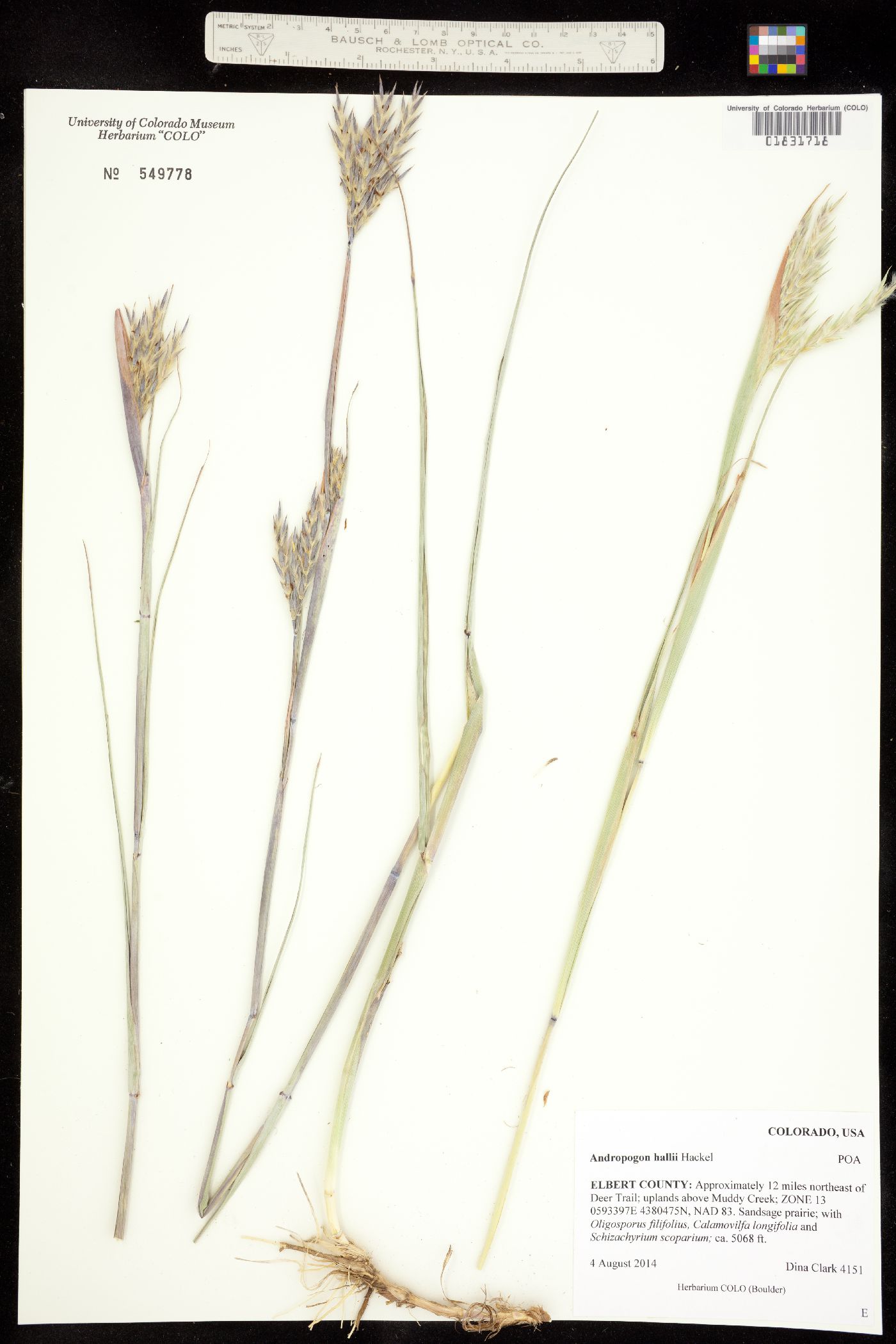 Andropogon gerardii image