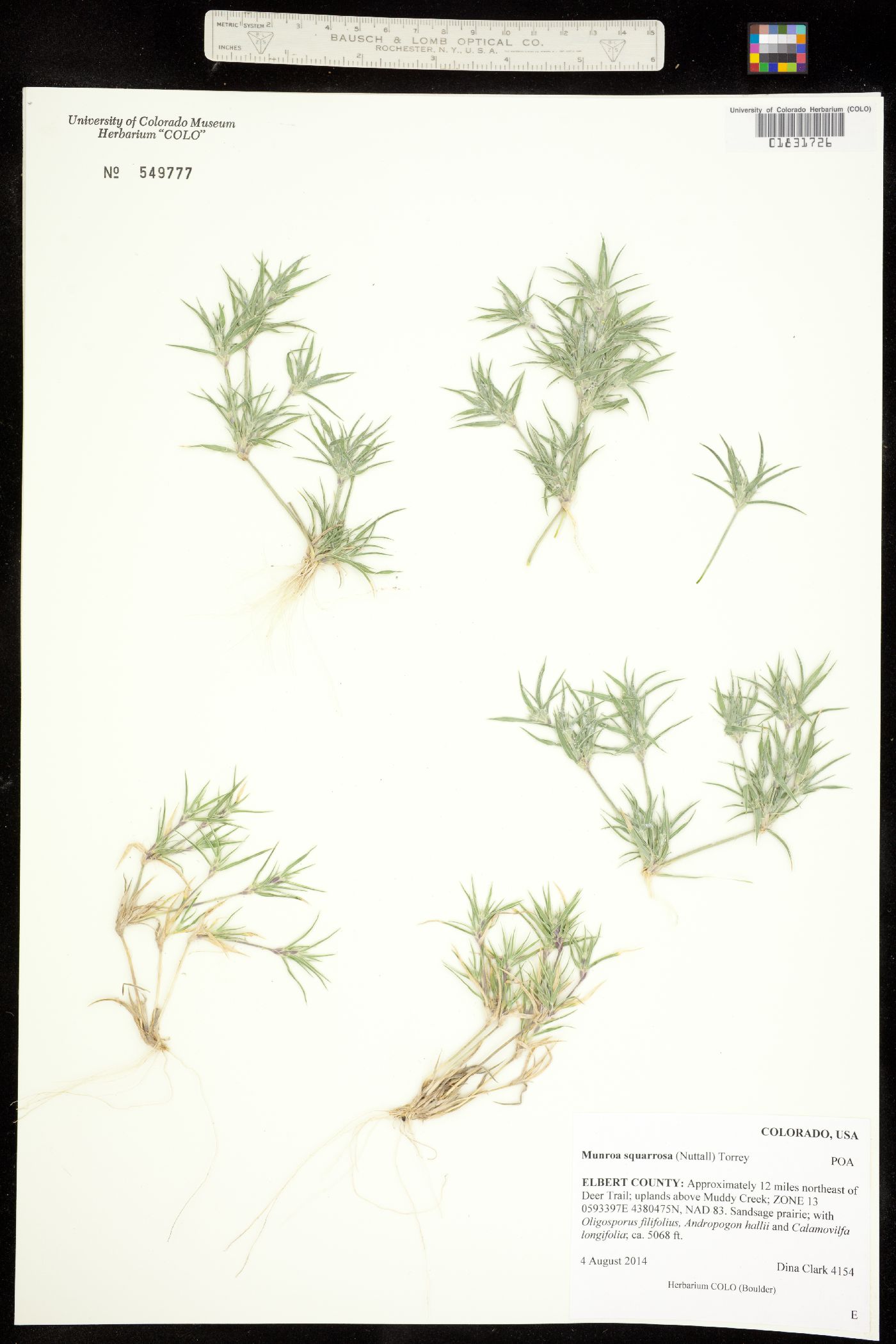 Munroa squarrosa image