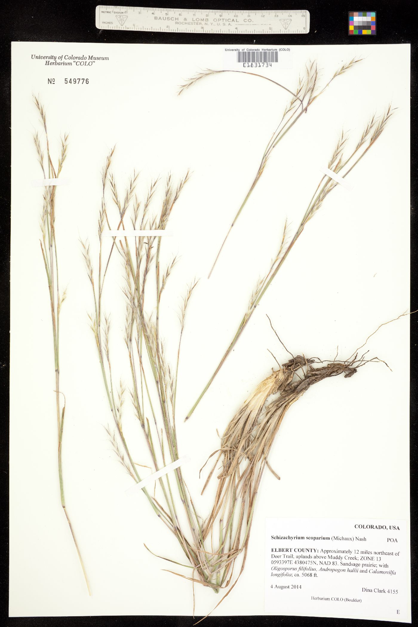 Schizachyrium scoparium image