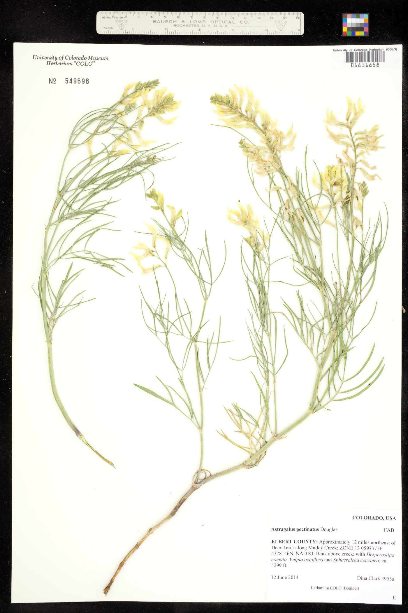 Astragalus pectinatus image