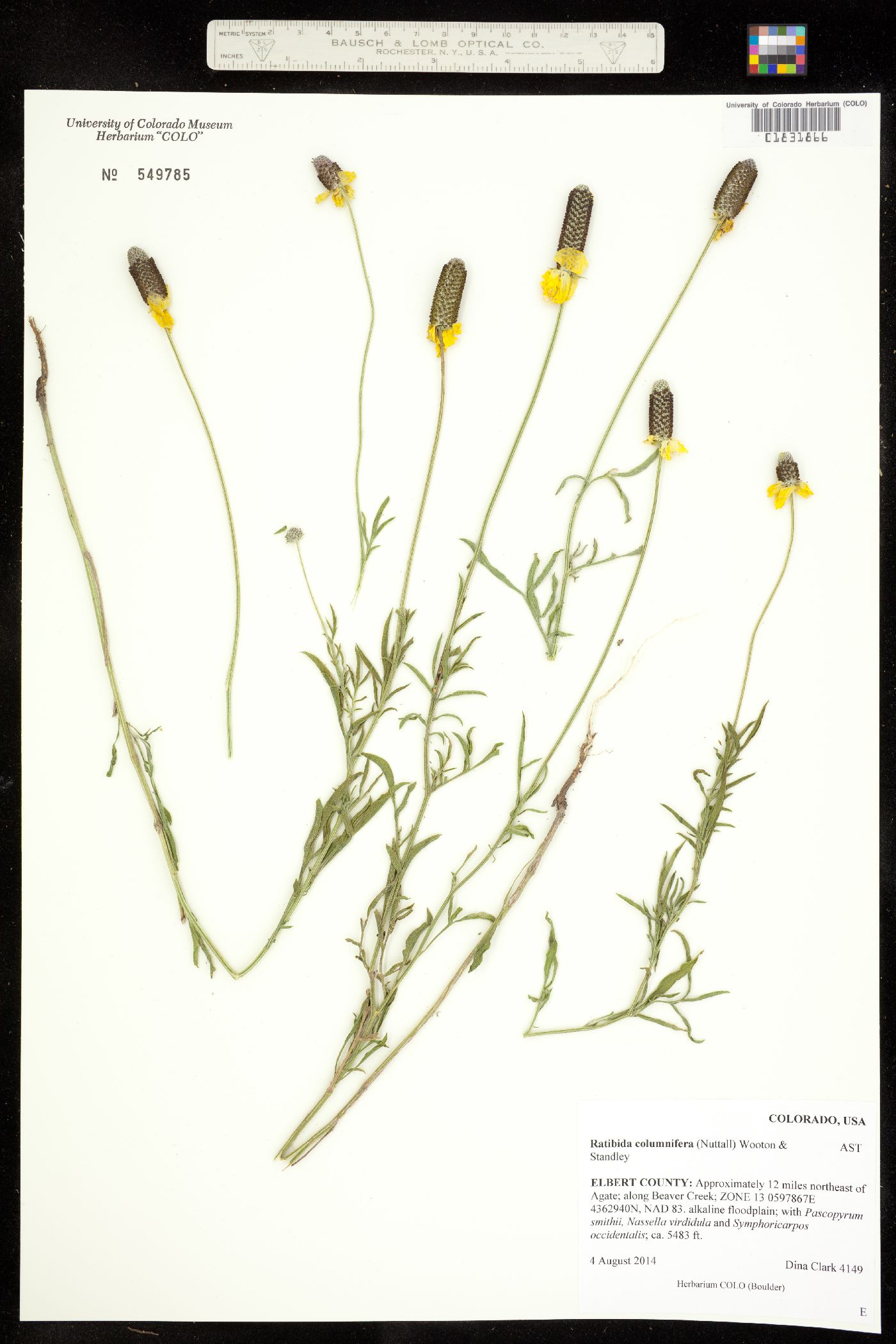 Ratibida columnifera image