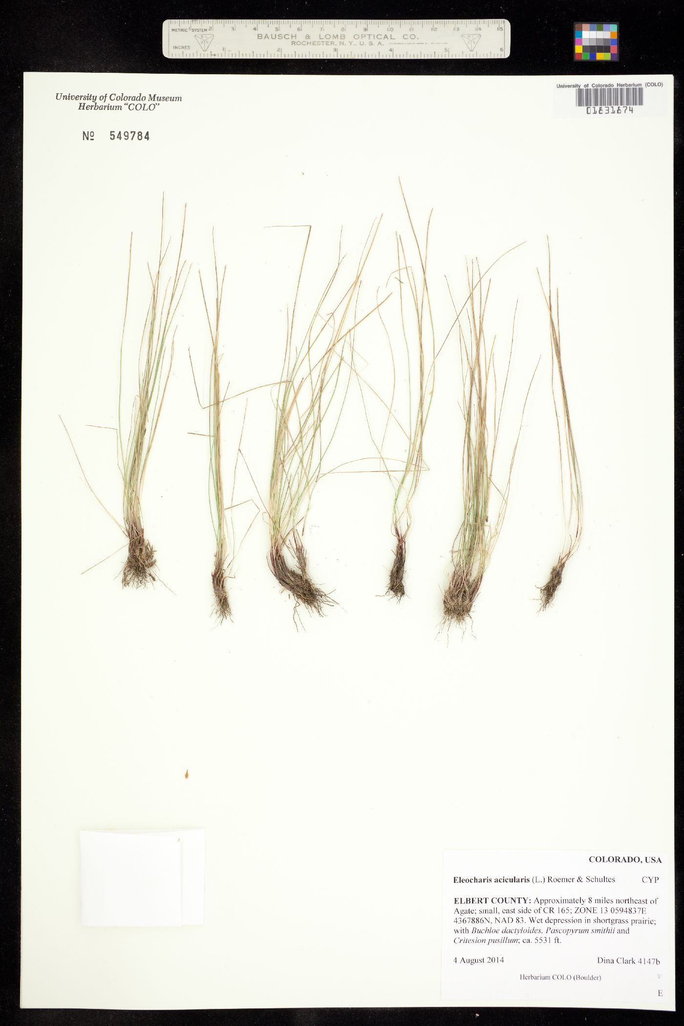 Eleocharis acicularis image