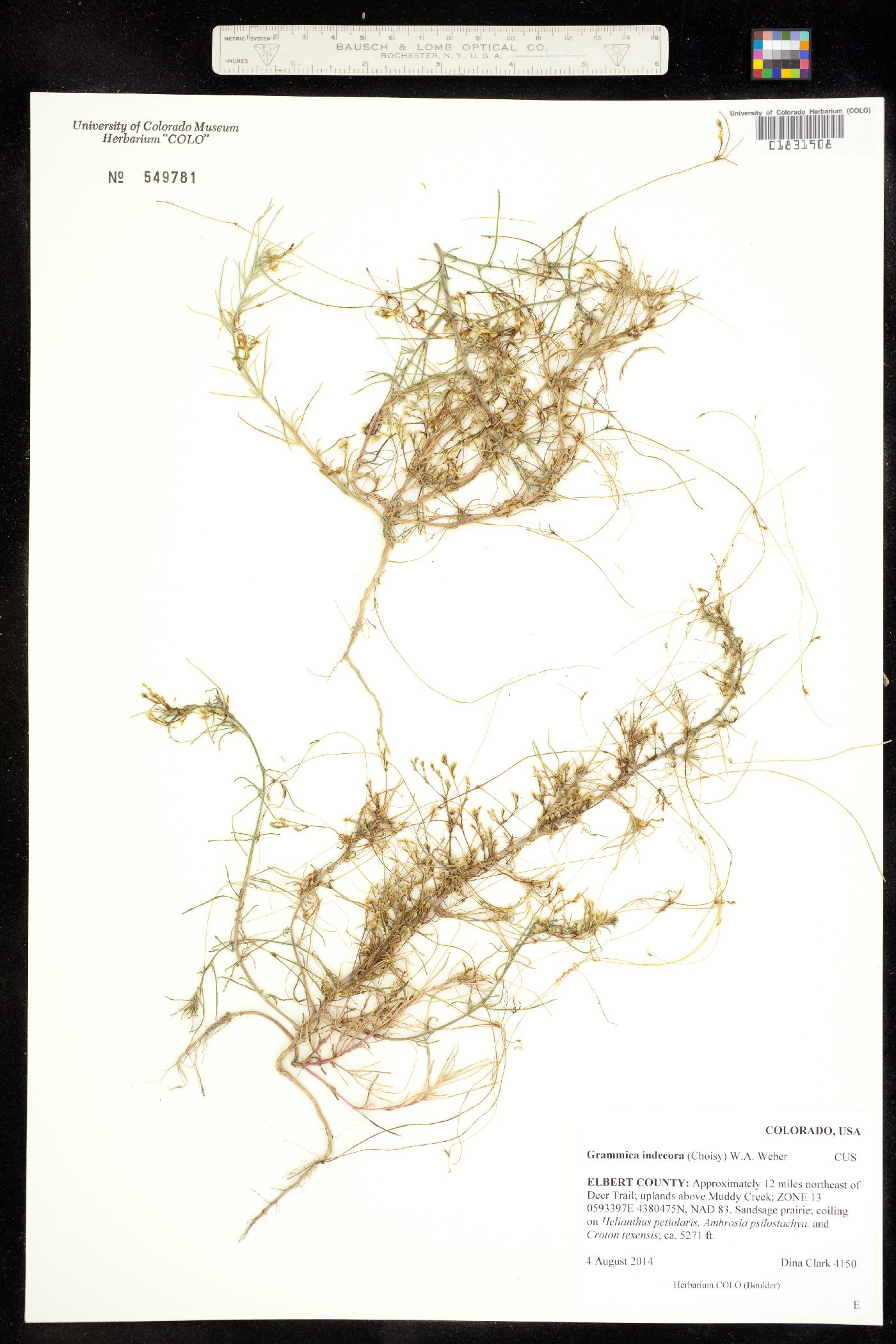 Grammica indecora image
