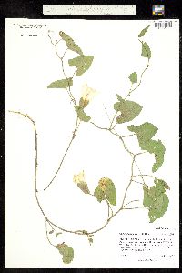 Image of Calystegia sepium
