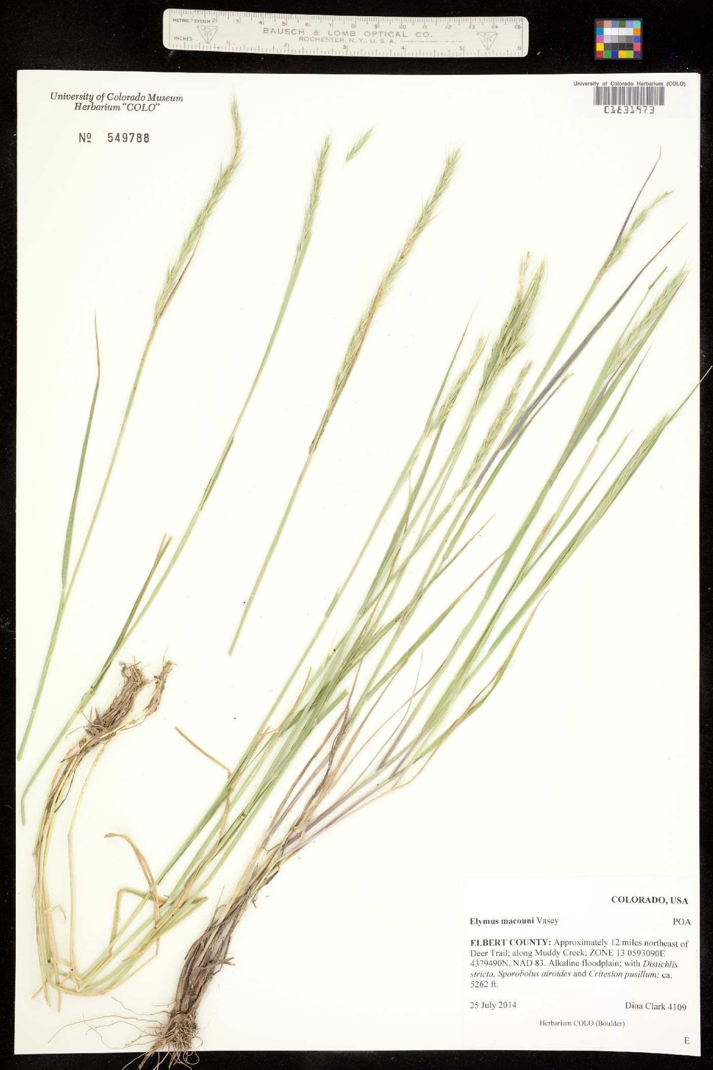 X Elyhordeum image