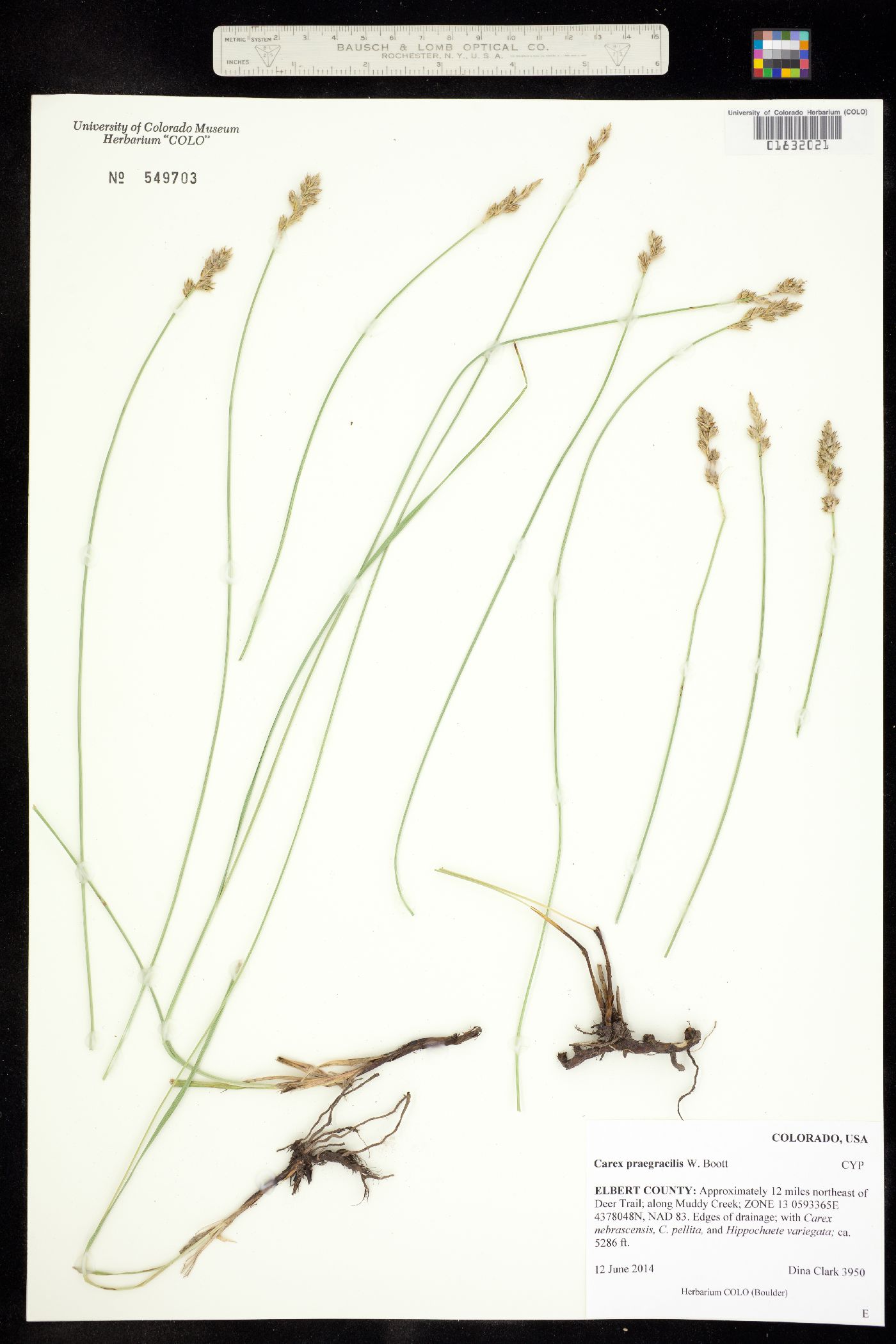 Carex praegracilis image