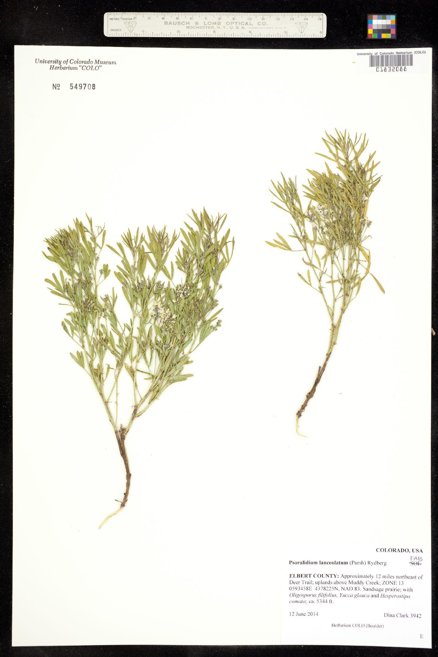 Psoralidium lanceolatum image