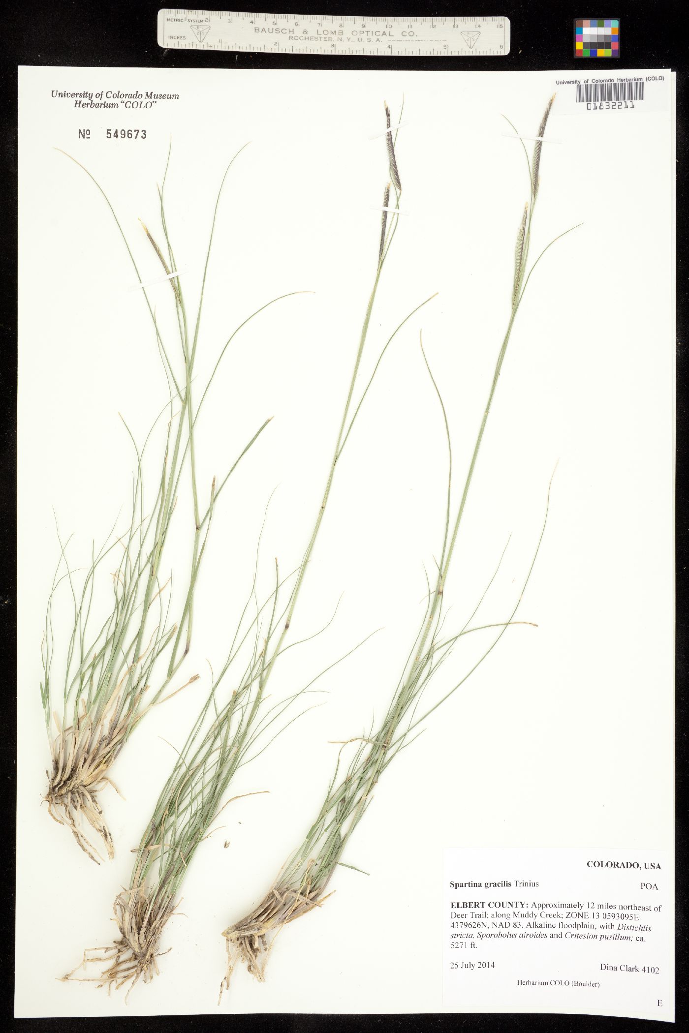 Spartina pectinata image