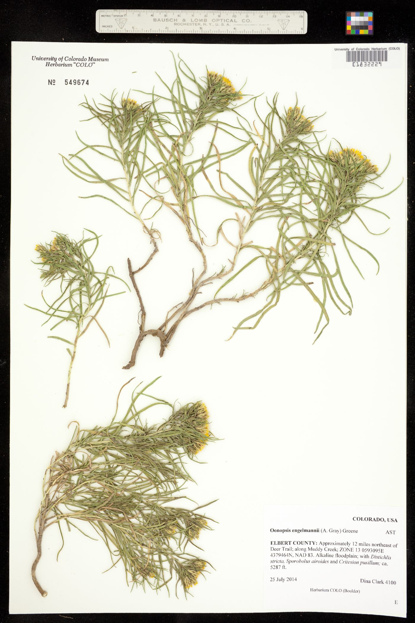 Oonopsis engelmannii image