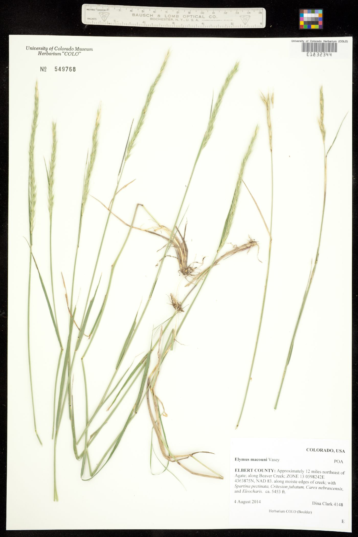 X Elyhordeum image