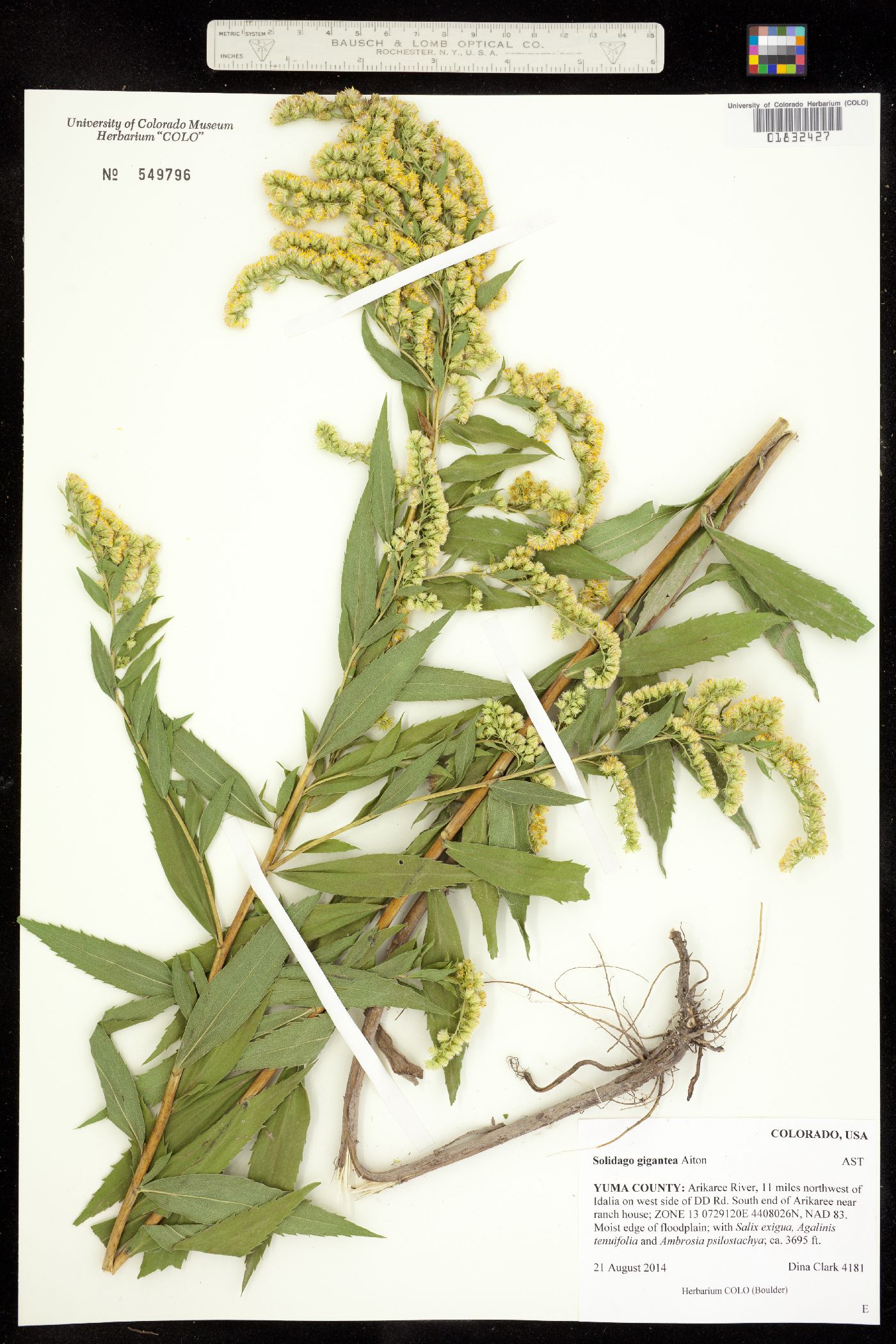 Solidago gigantea image