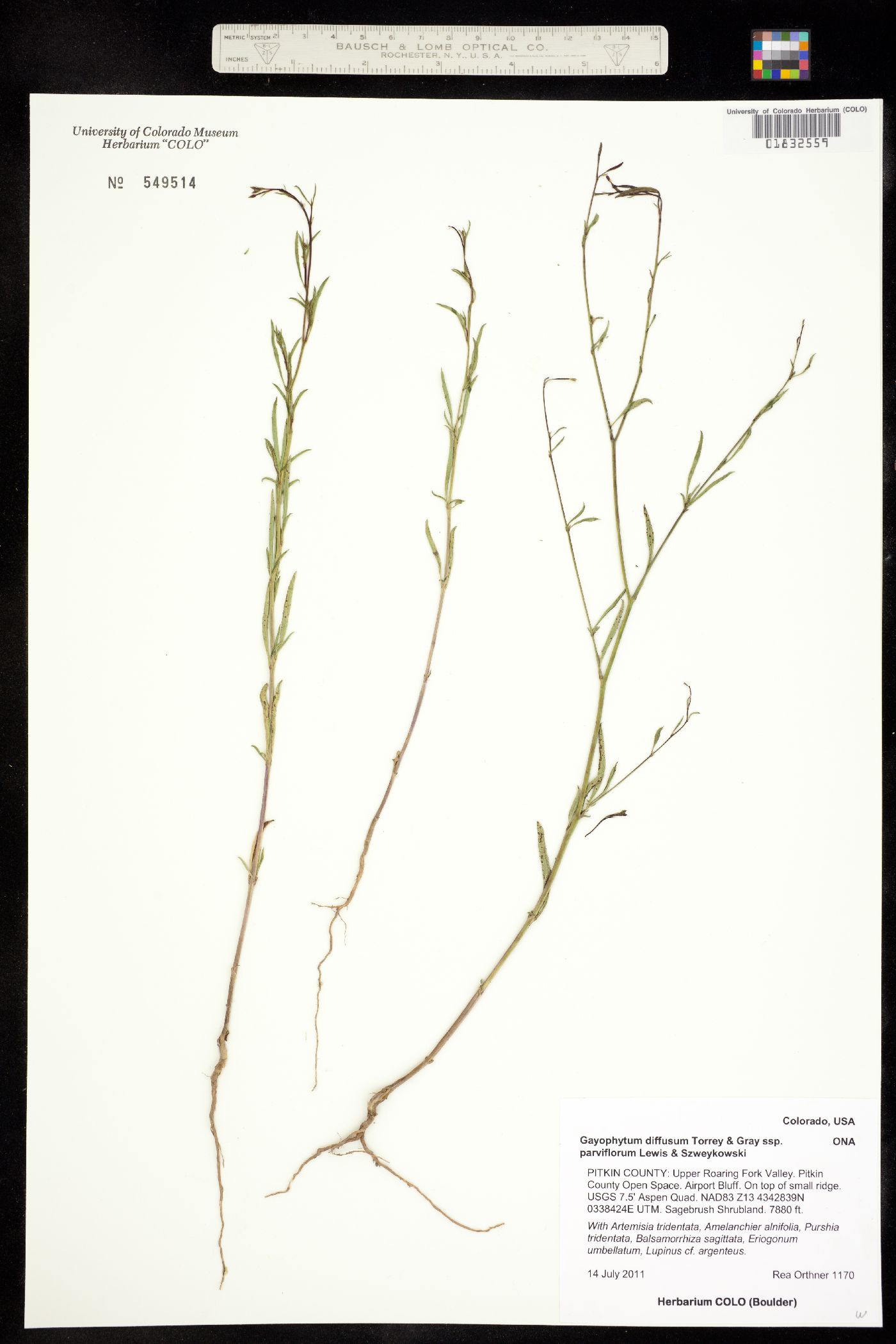 Gayophytum diffusum ssp. parviflorum image